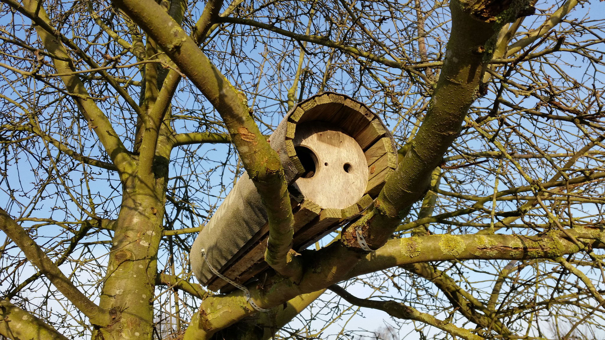 Steinkauzröhre
