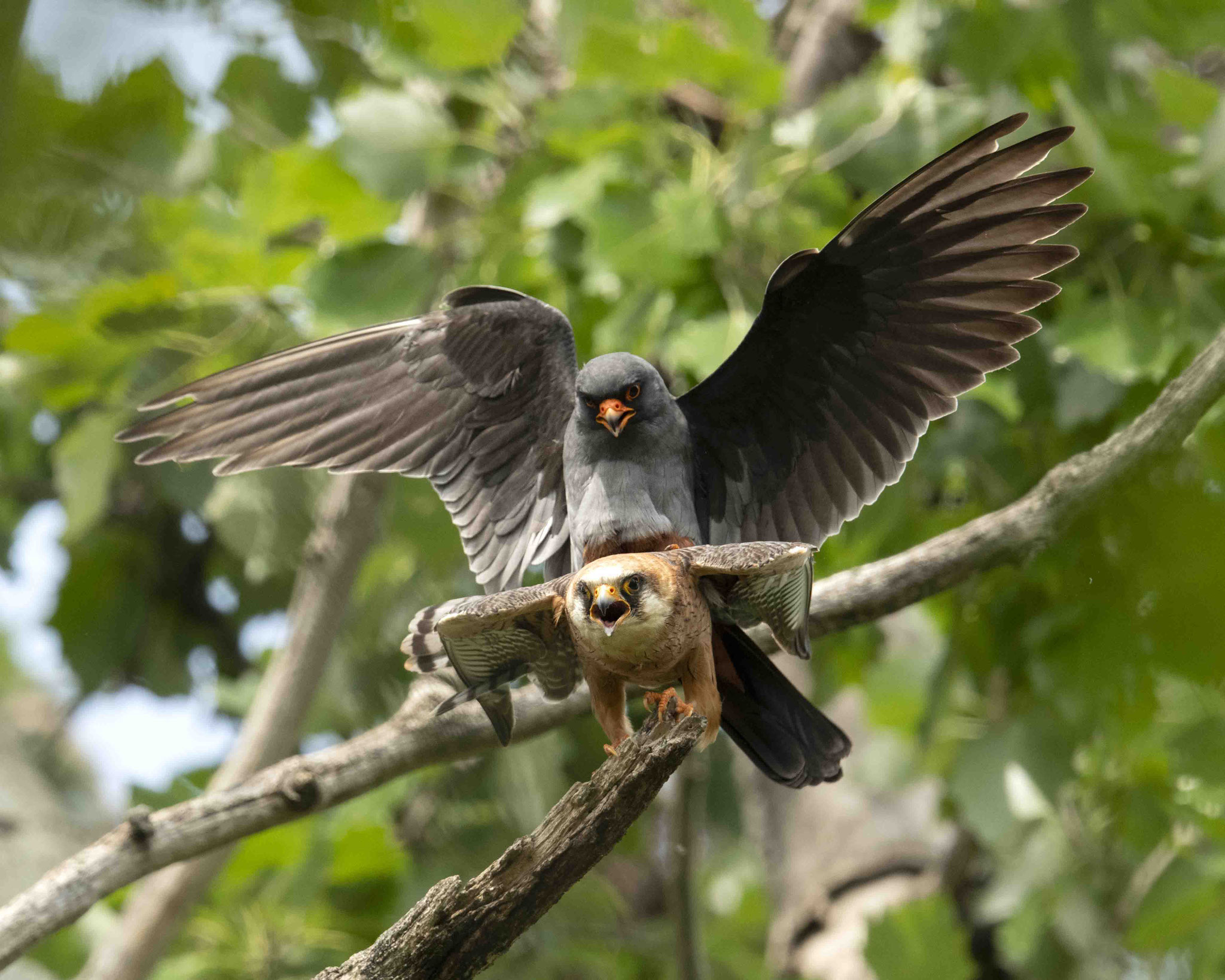 Rotfußfalkenpaarung