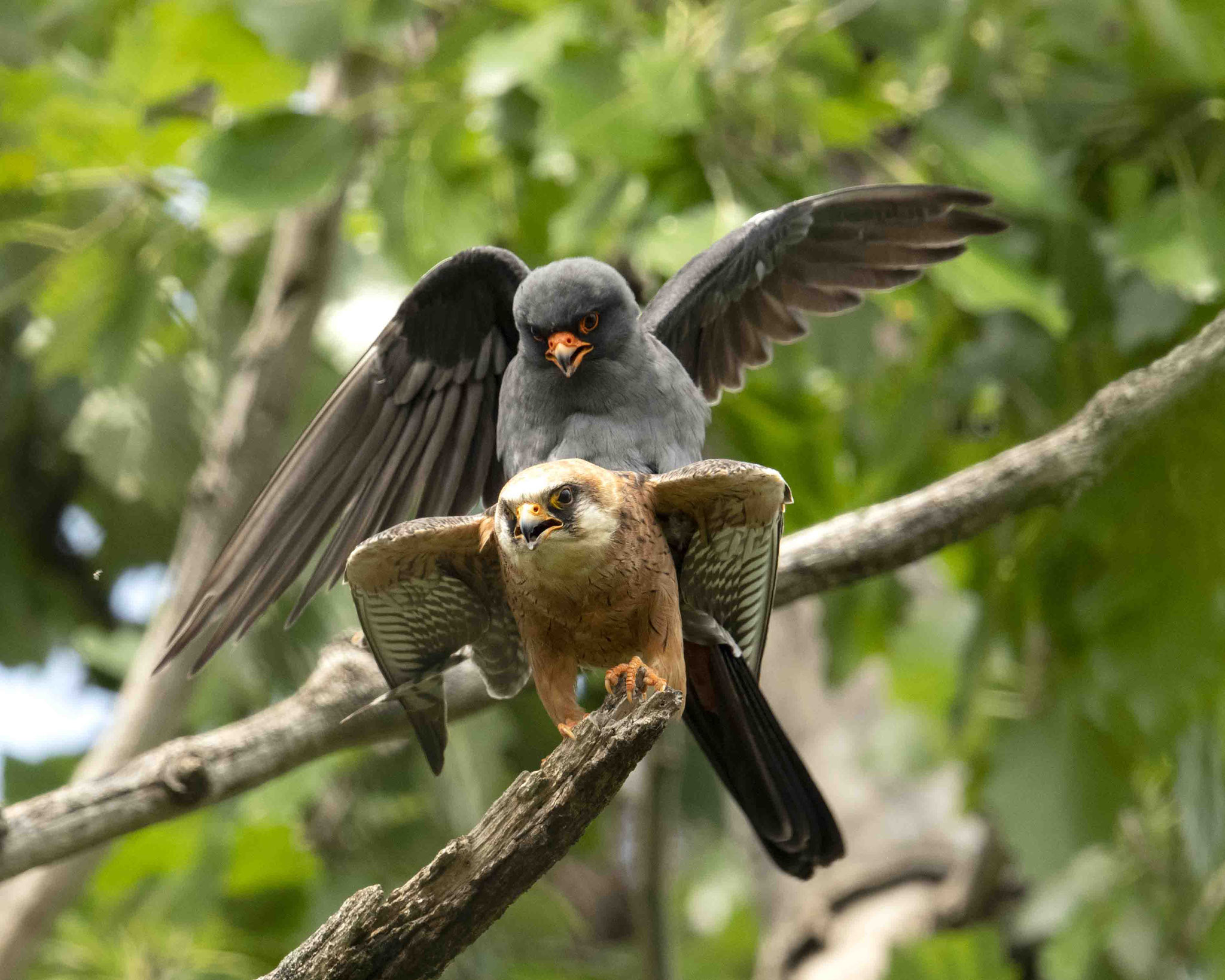 Rotfußfalkenpaarung