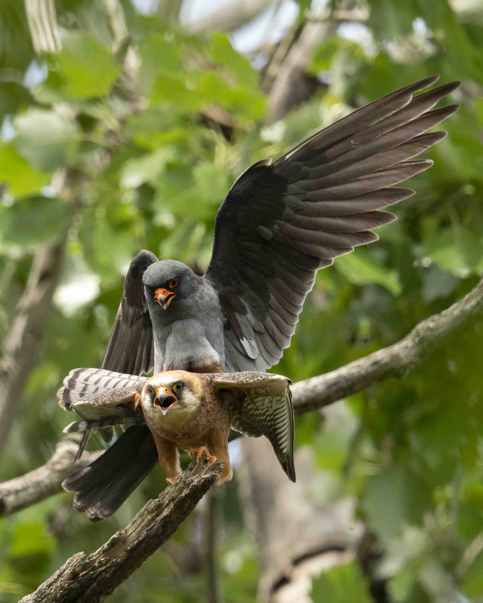 Rotfußfalkenpaarung