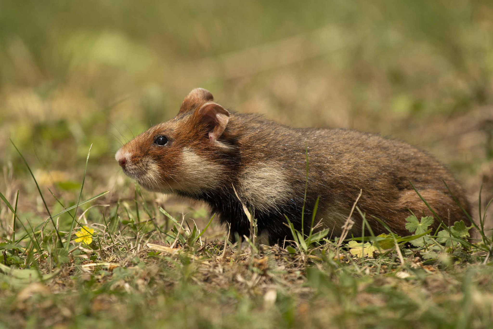 Feldhamster