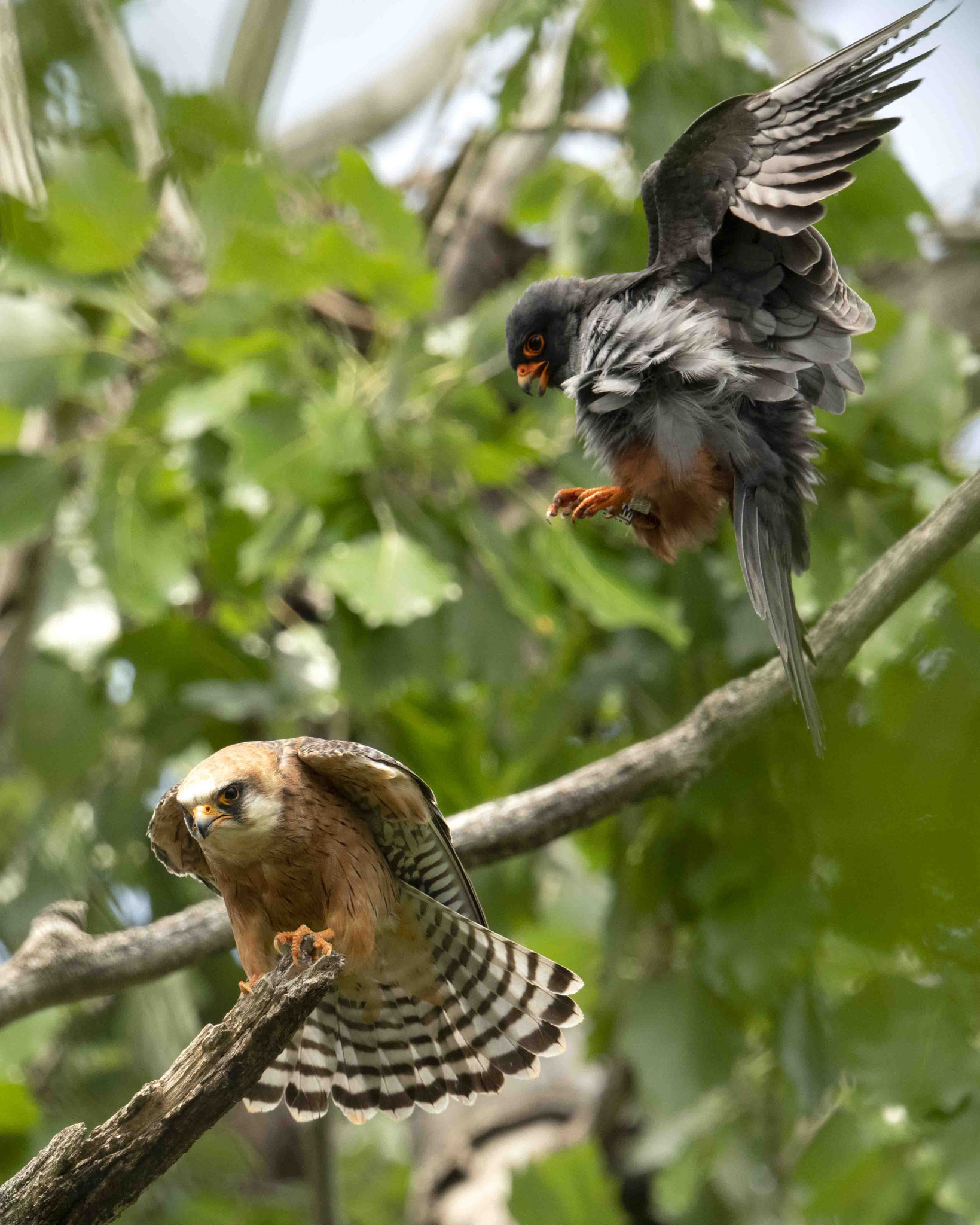 Rotfußfalkenpaarung