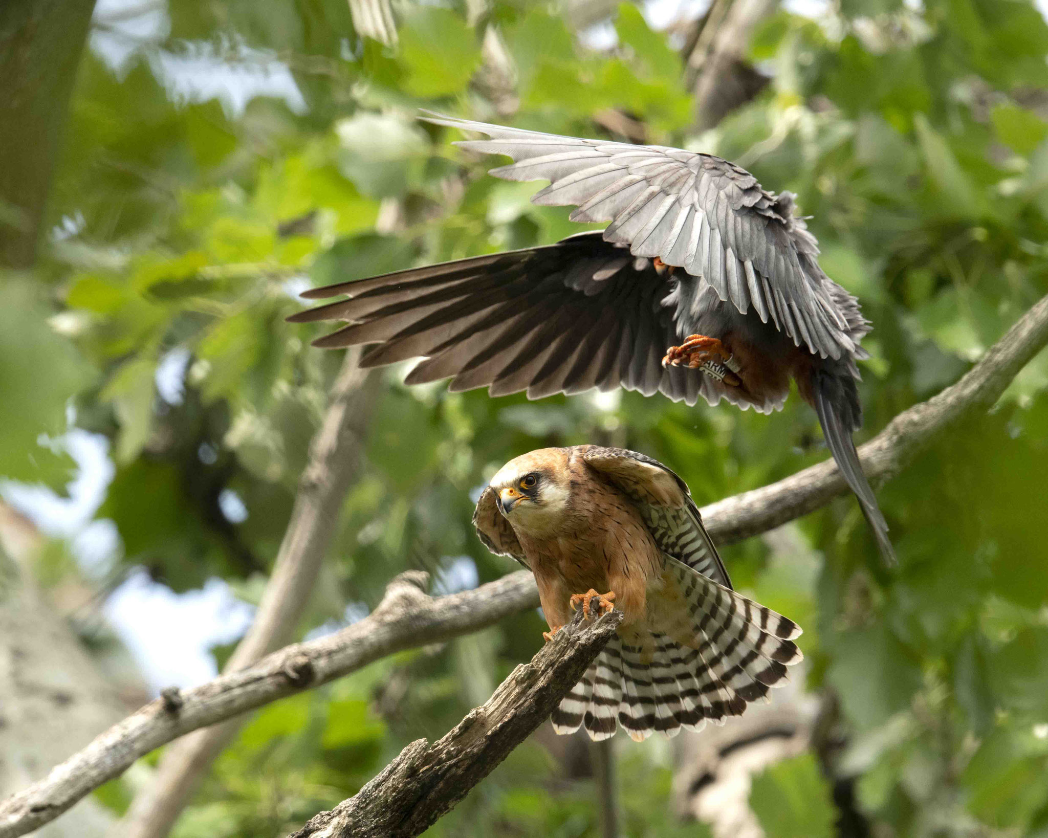 Rotfußfalkenpaarung