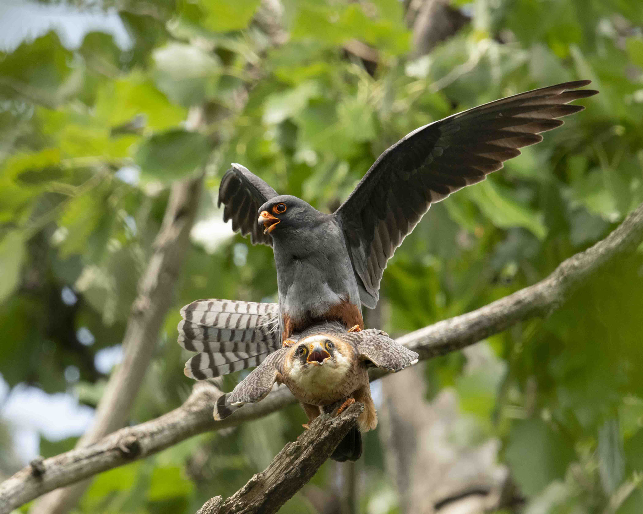 Rotfußfalkenpaarung