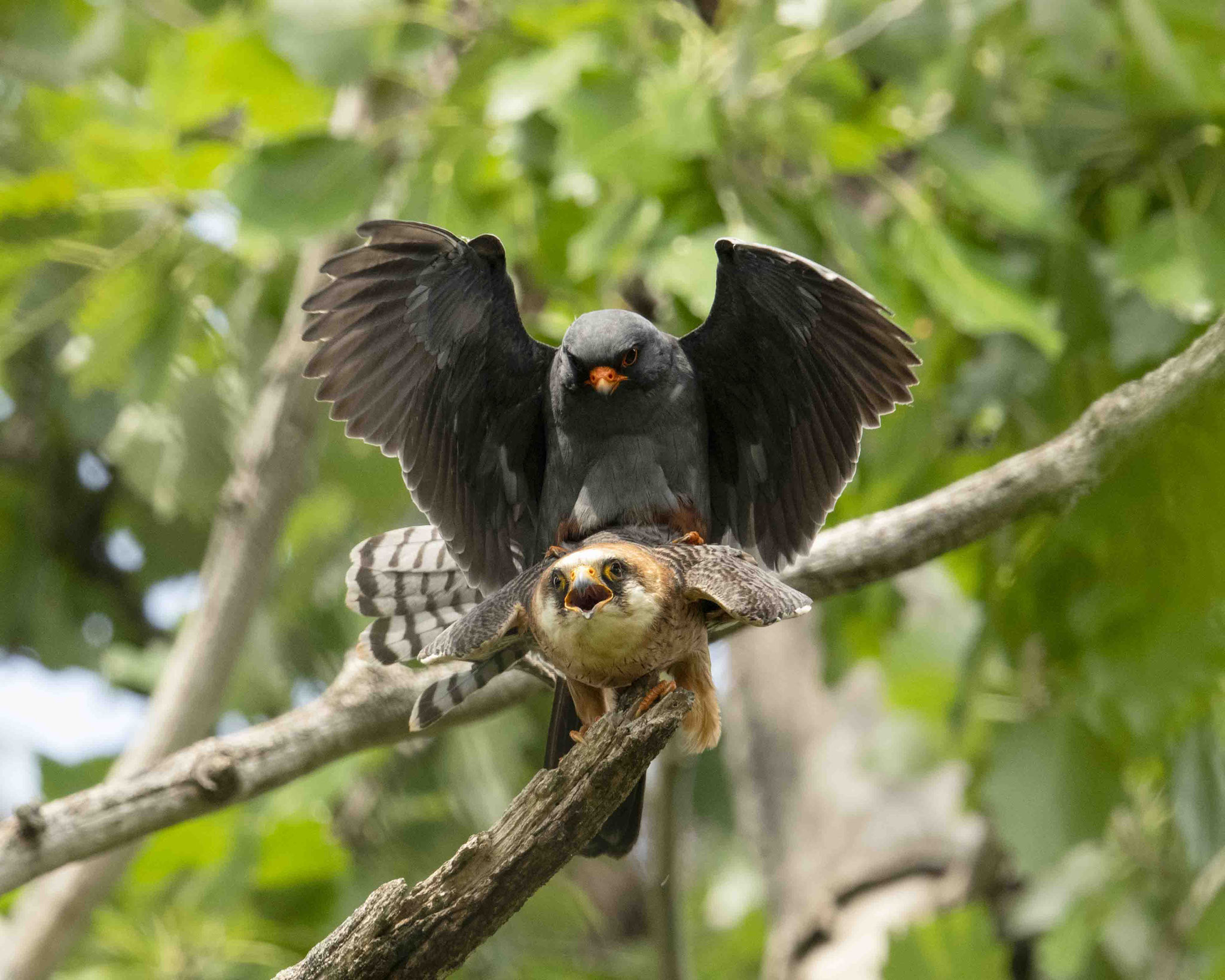 Rotfußfalkenpaarung