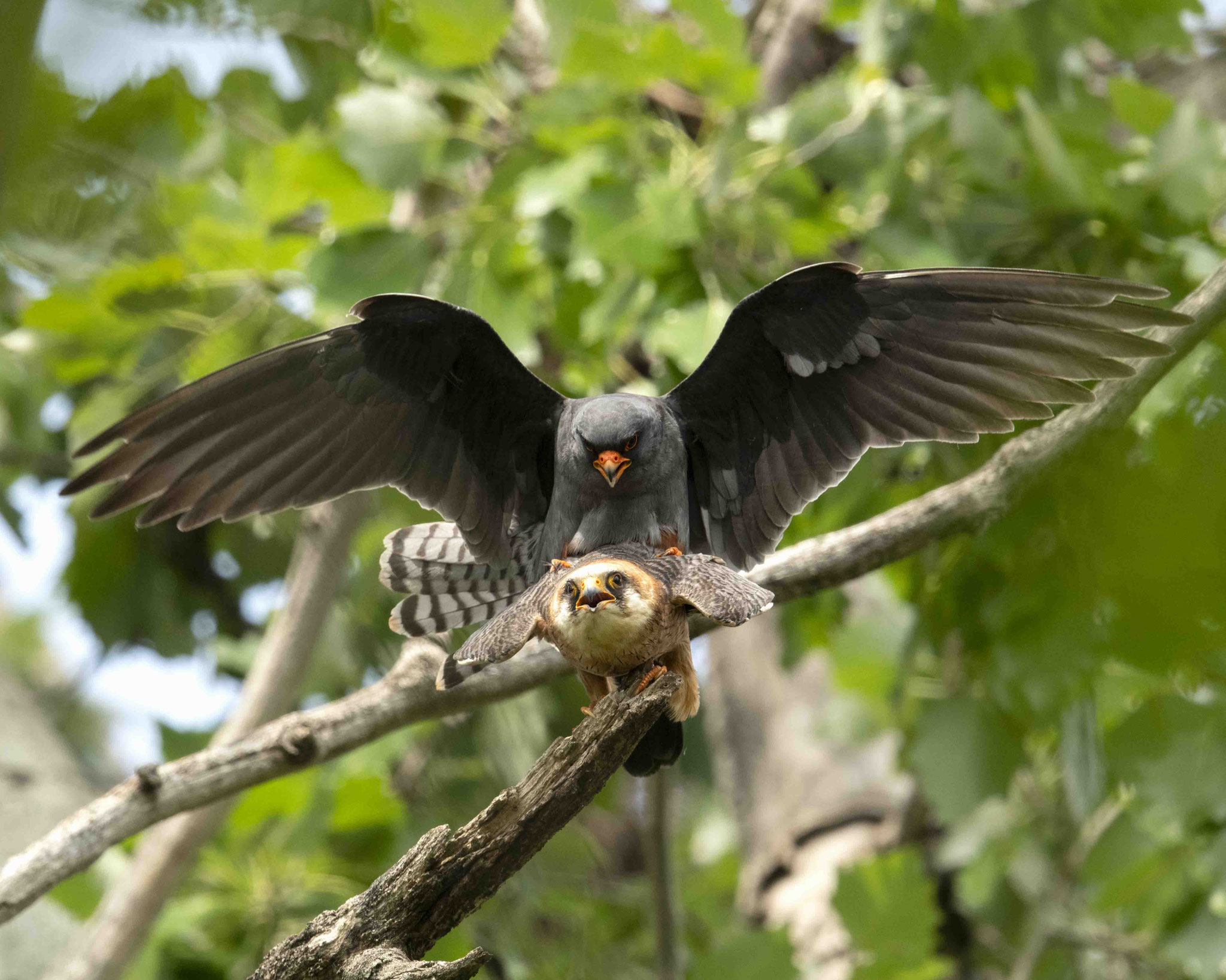Rotfußfalkenpaarung