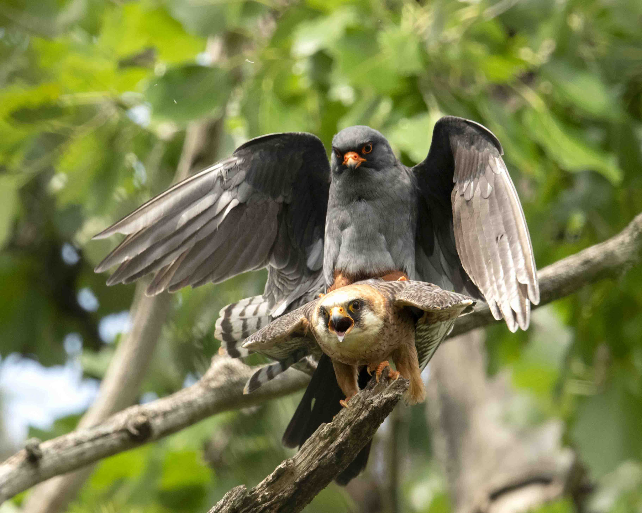 Rotfußfalkenpaarung