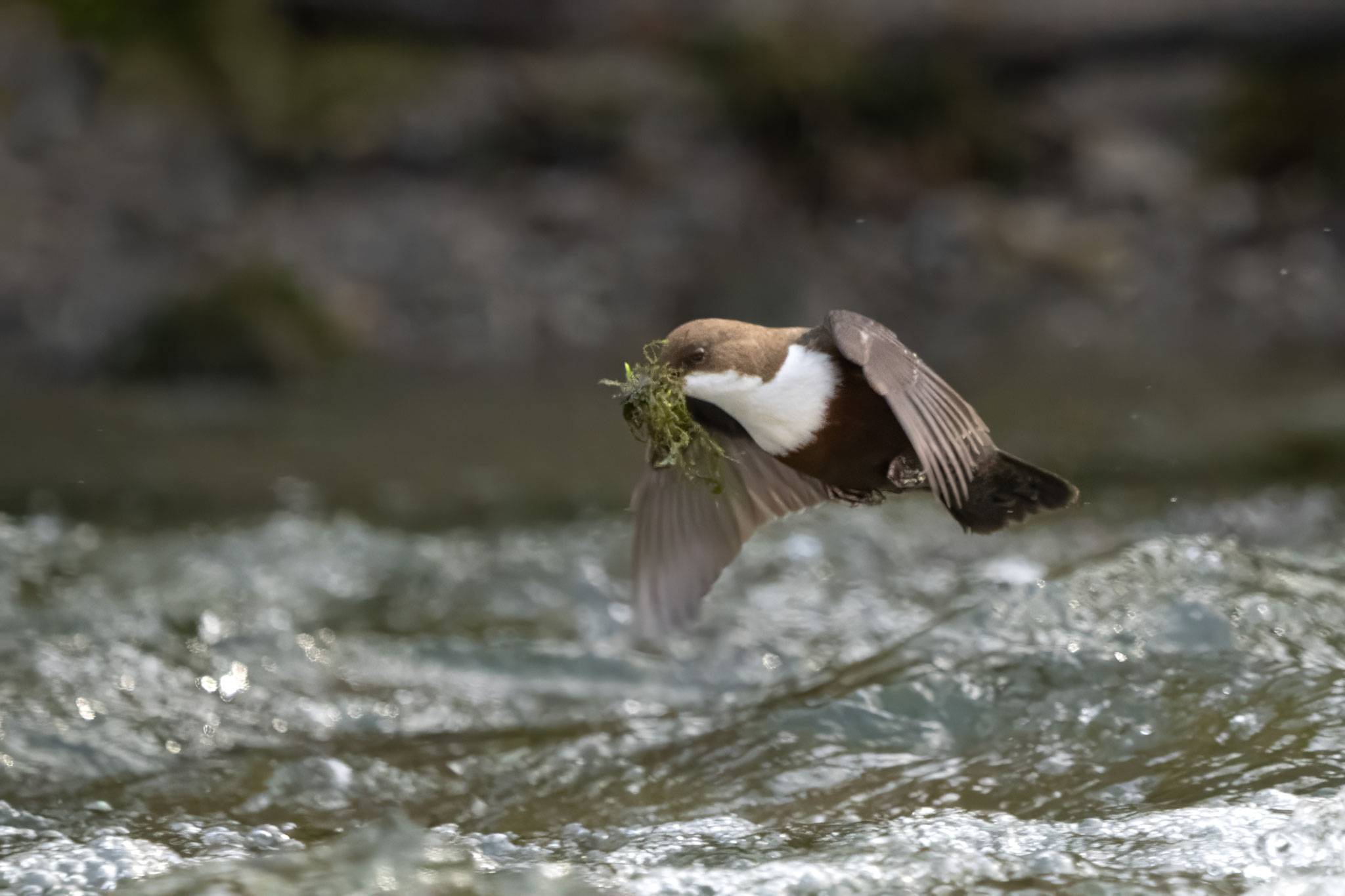 Wasseramsel mit Nistmaterial