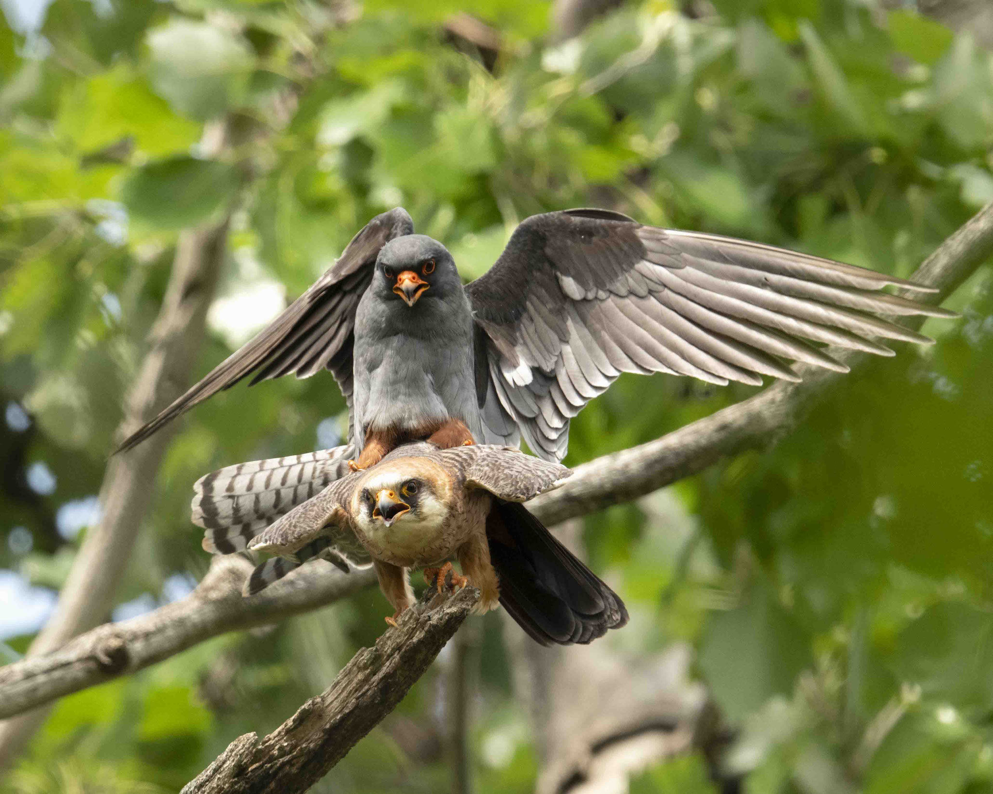 Rotfußfalkenpaarung