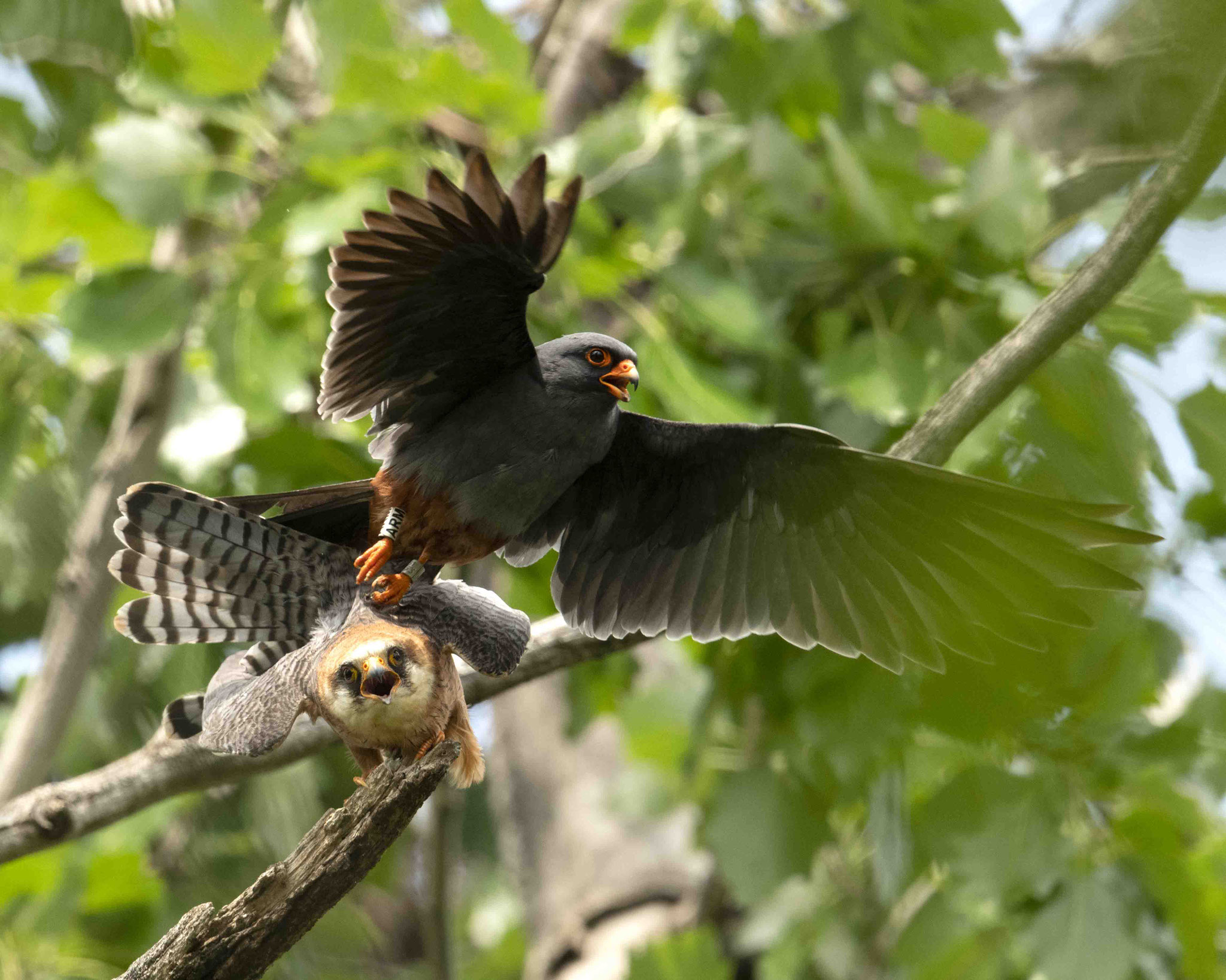 Rotfußfalkenpaarung