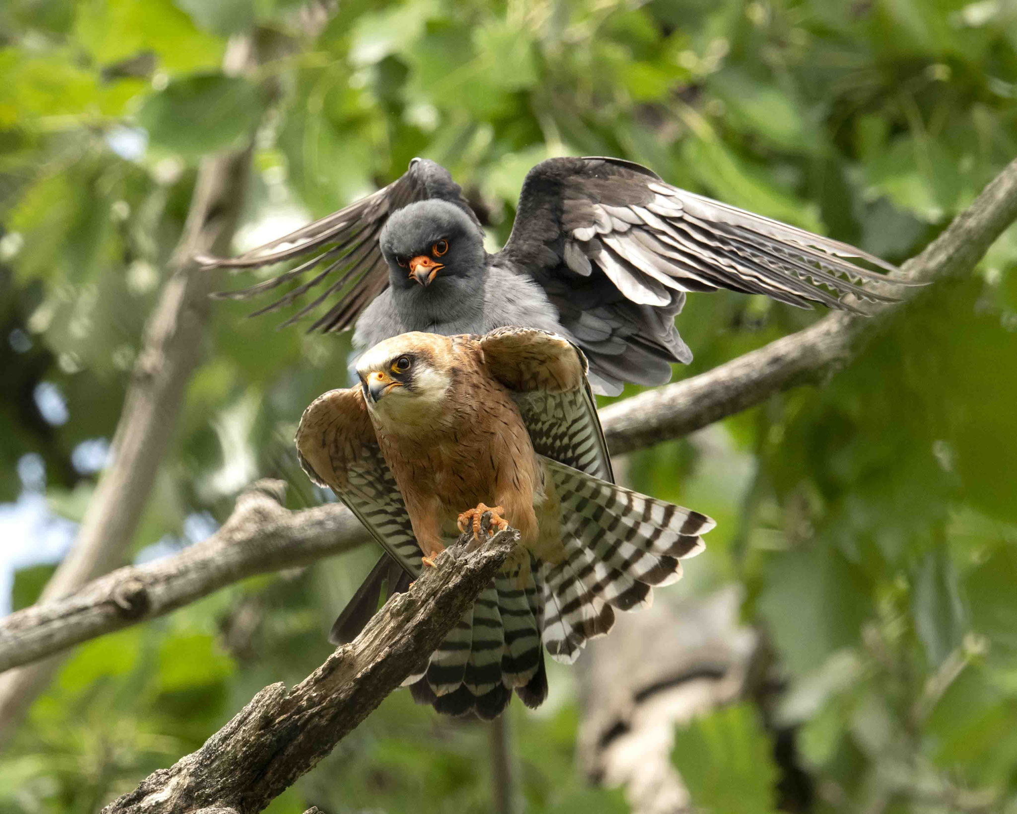 Rotfußfalkenpaarung