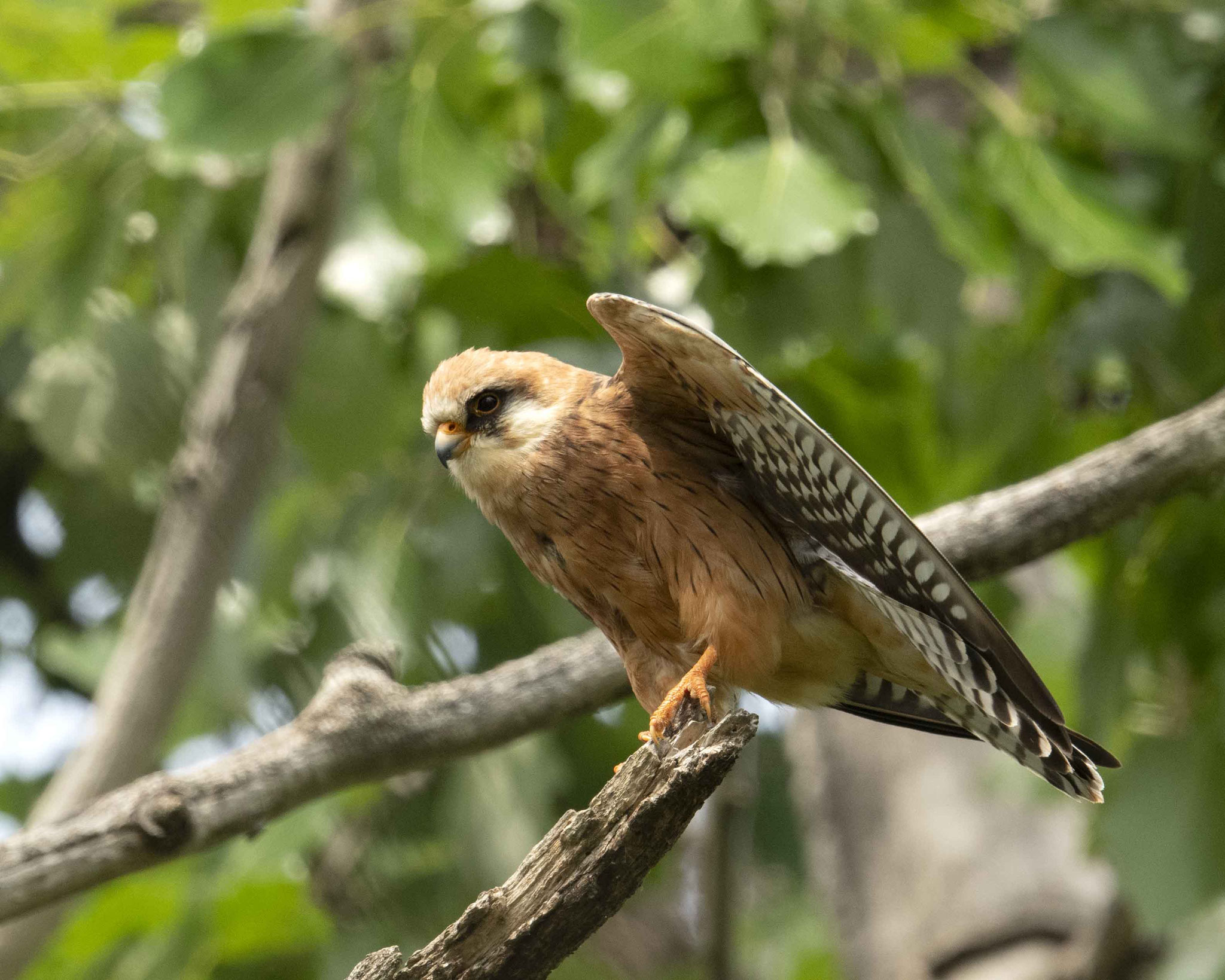 Warten aufs Männchen - Rotfußfalkenpaarung