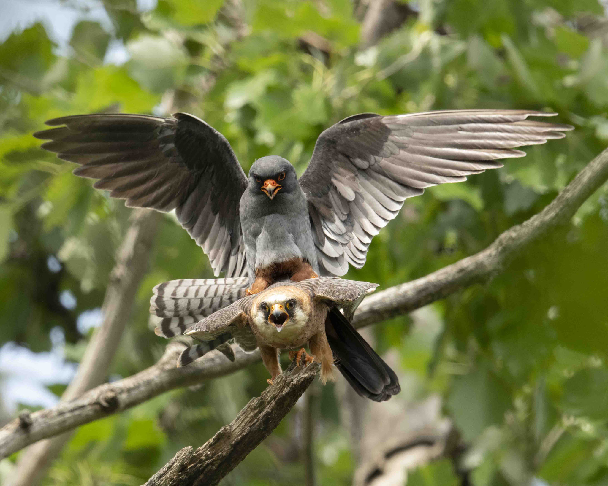 Rotfußfalkenpaarung