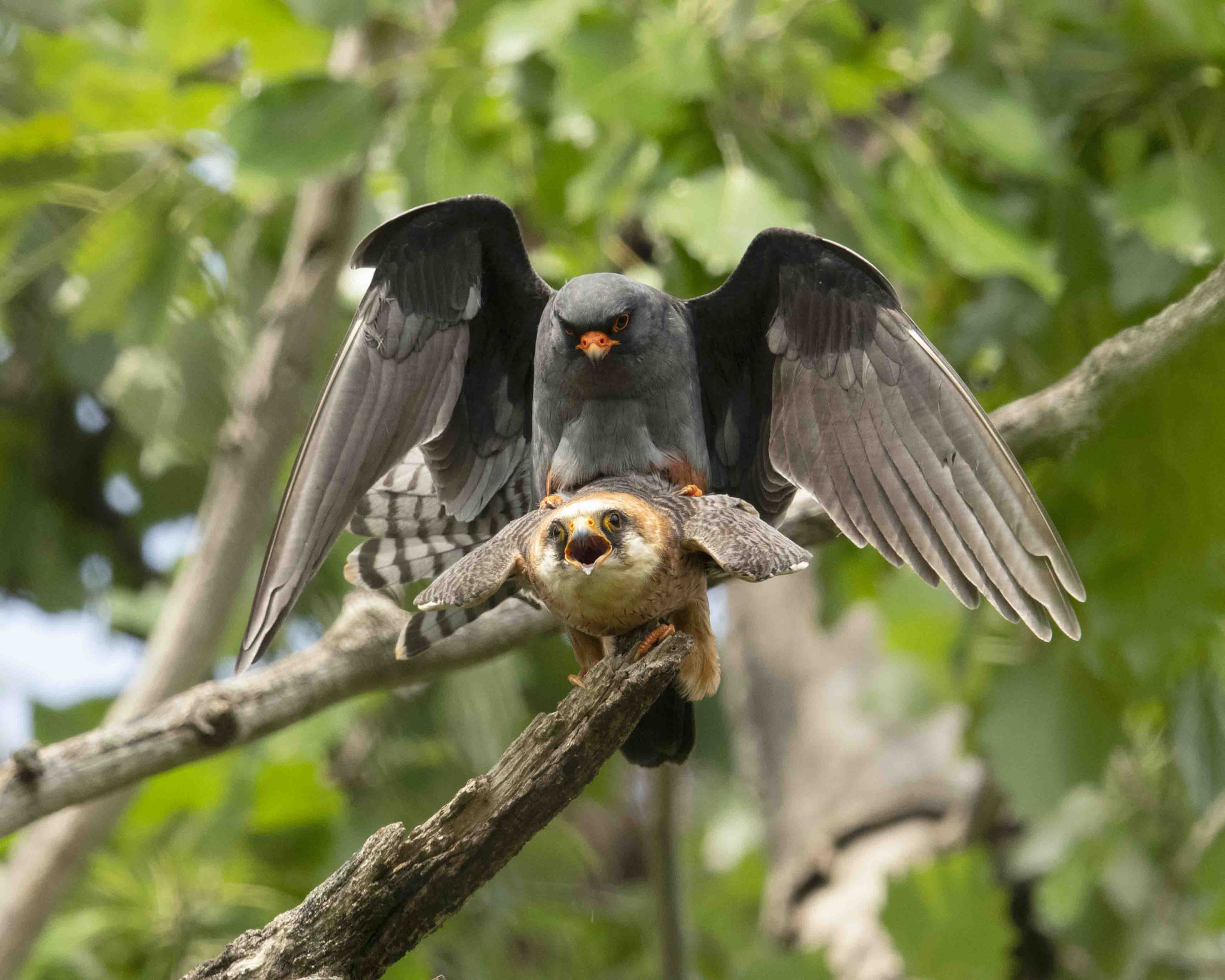 Rotfußfalkenpaarung