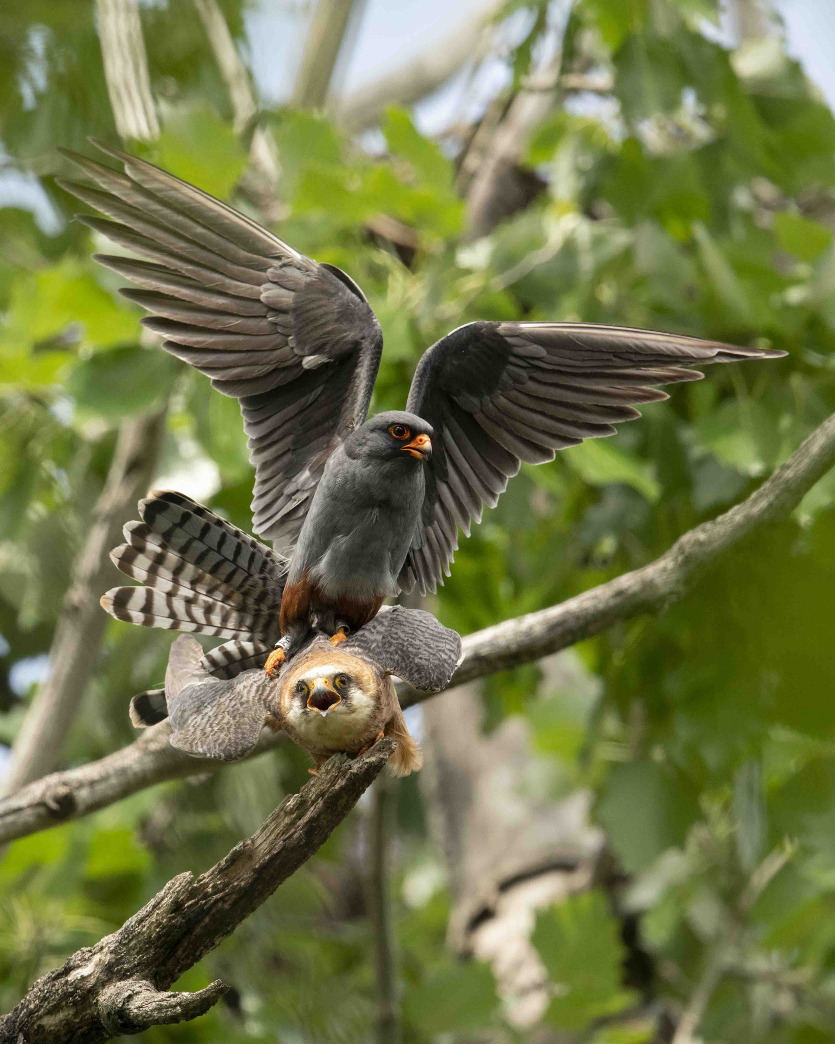 Rotfußfalkenpaarung