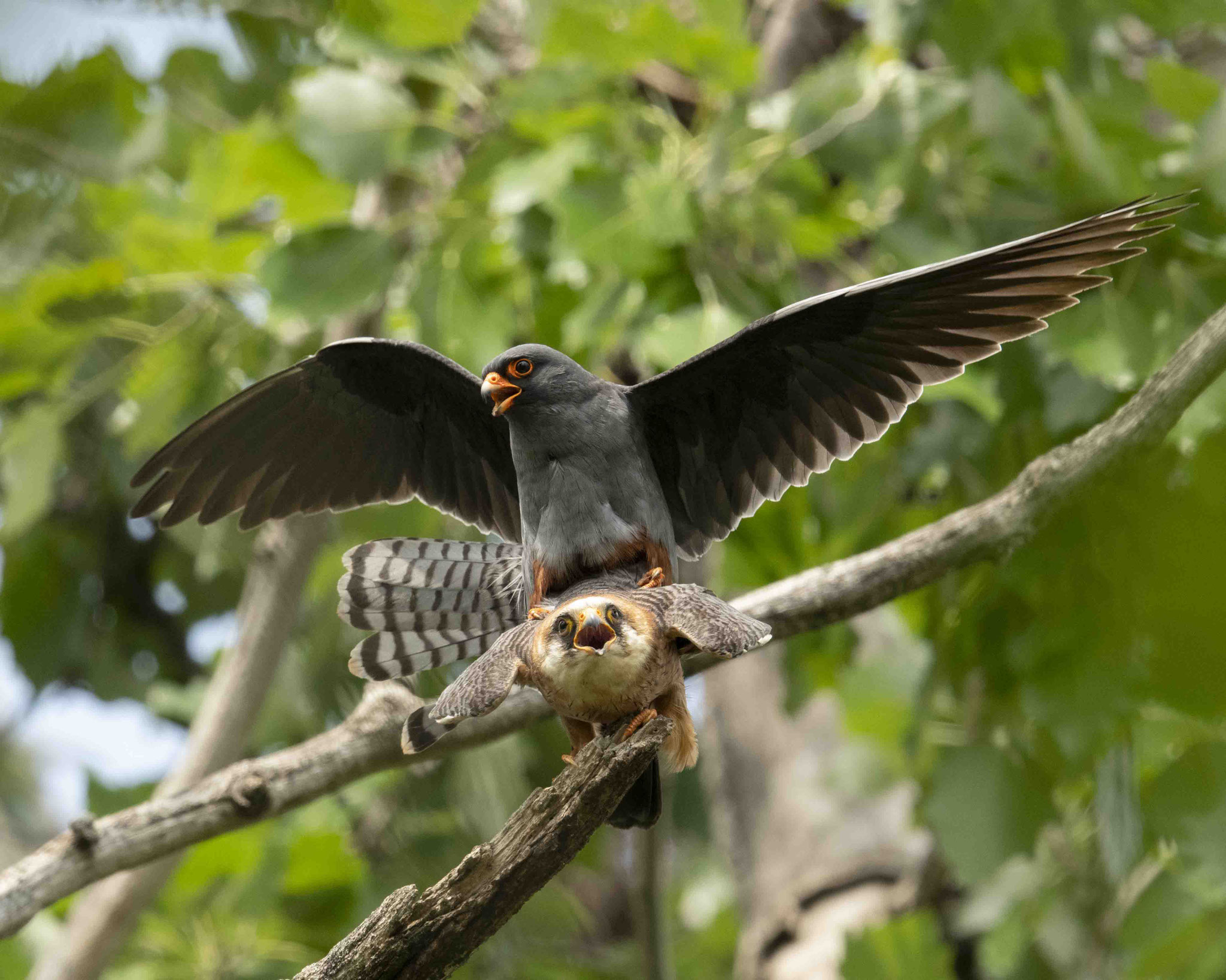 Rotfußfalkenpaarung