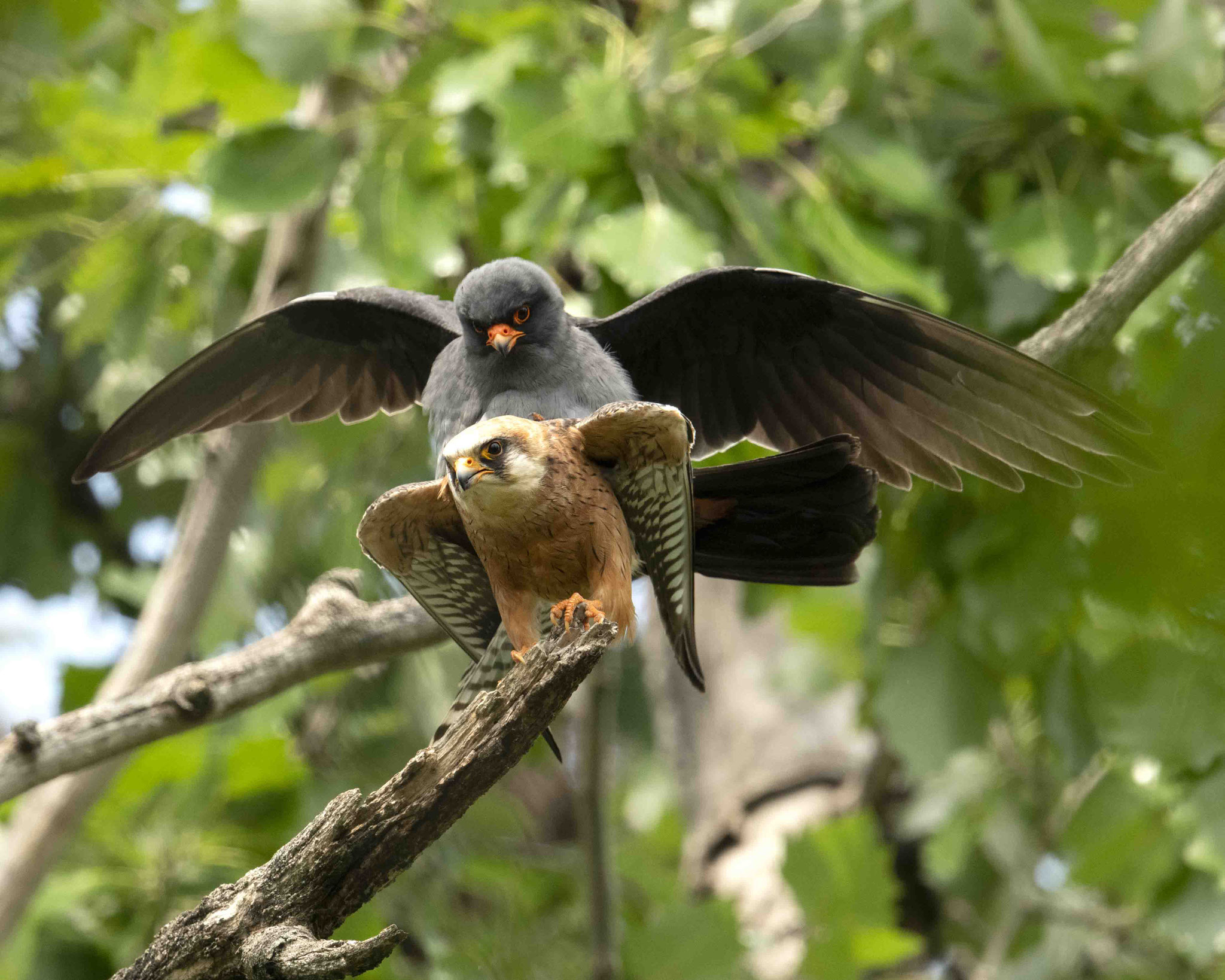 Rotfußfalkenpaarung