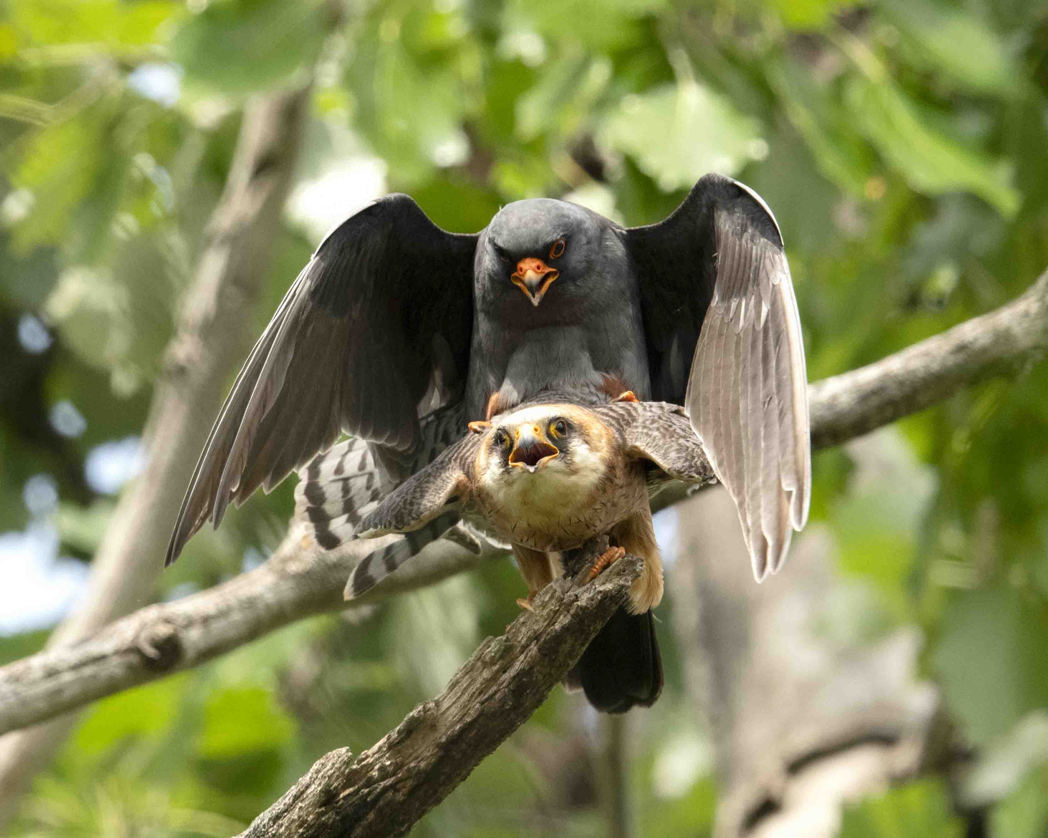 Rotfußfalkenpaarung