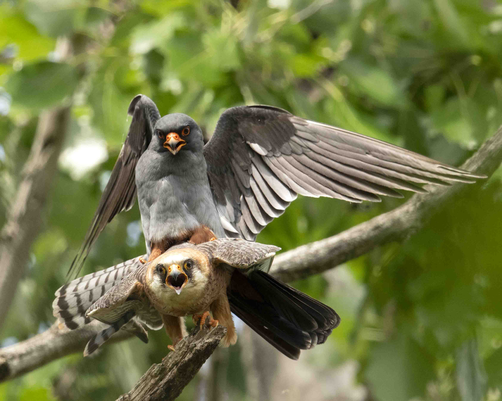 Rotfußfalkenpaarung