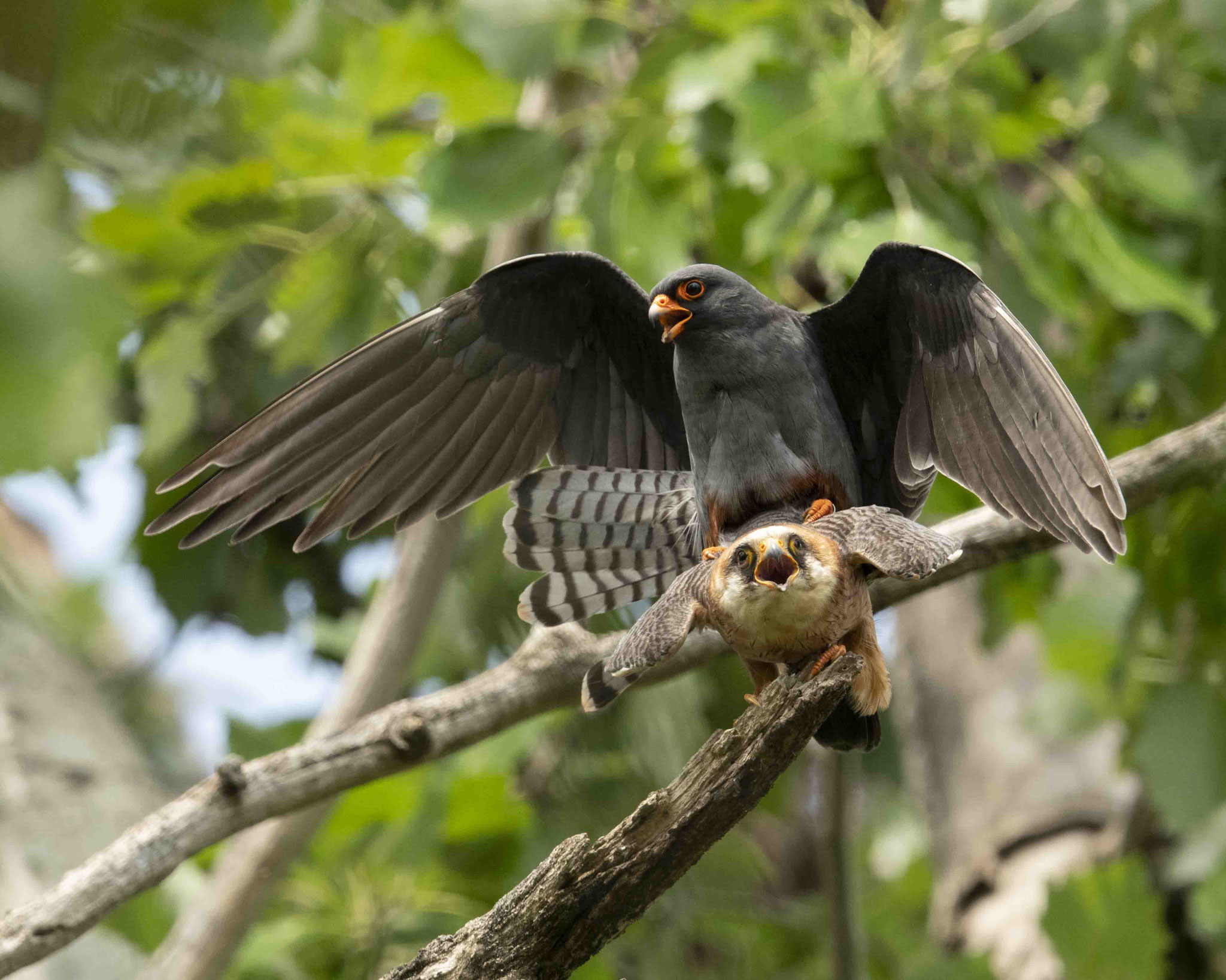Rotfußfalkenpaarung