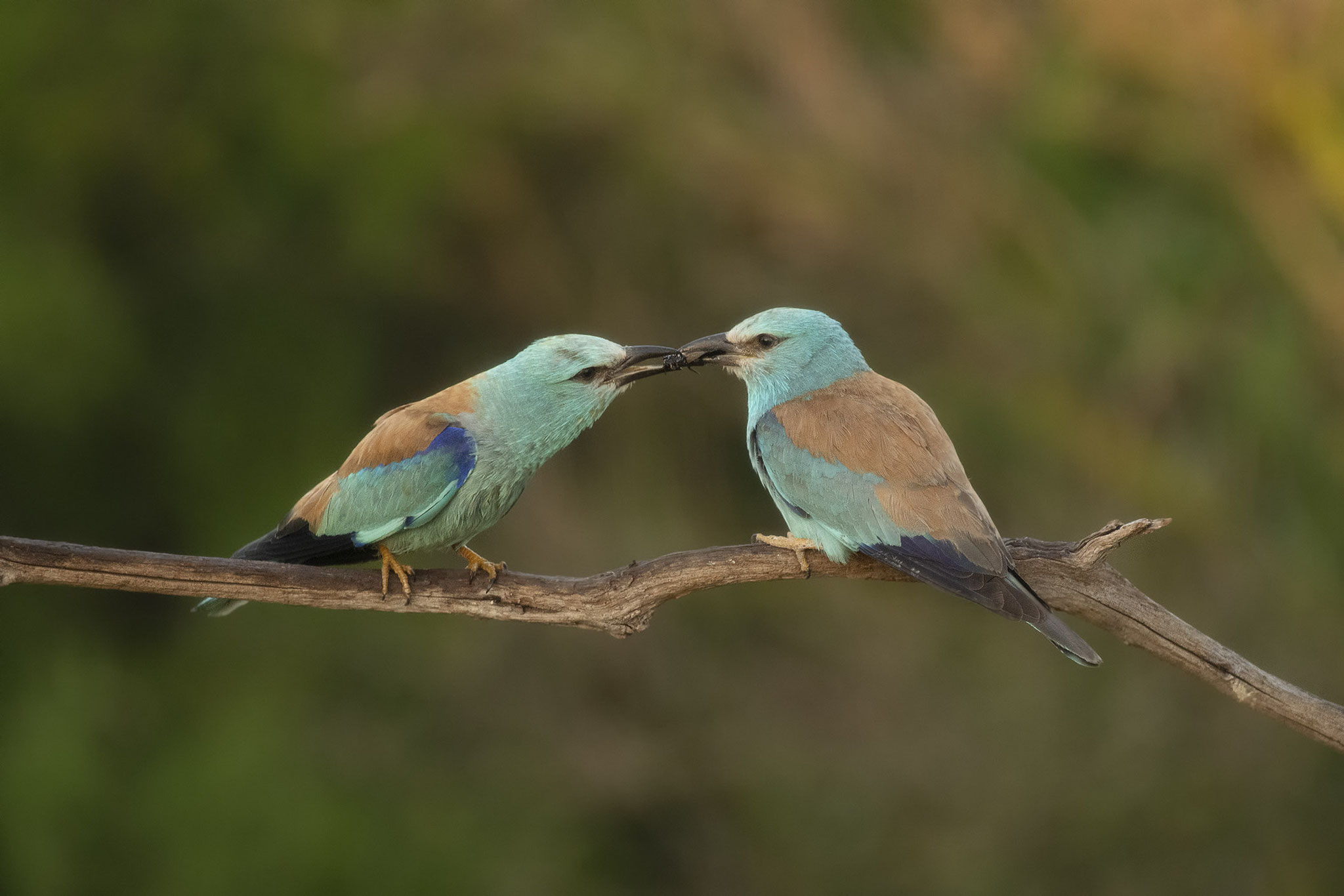 Liebesgeflüster unter Blauracken :-)