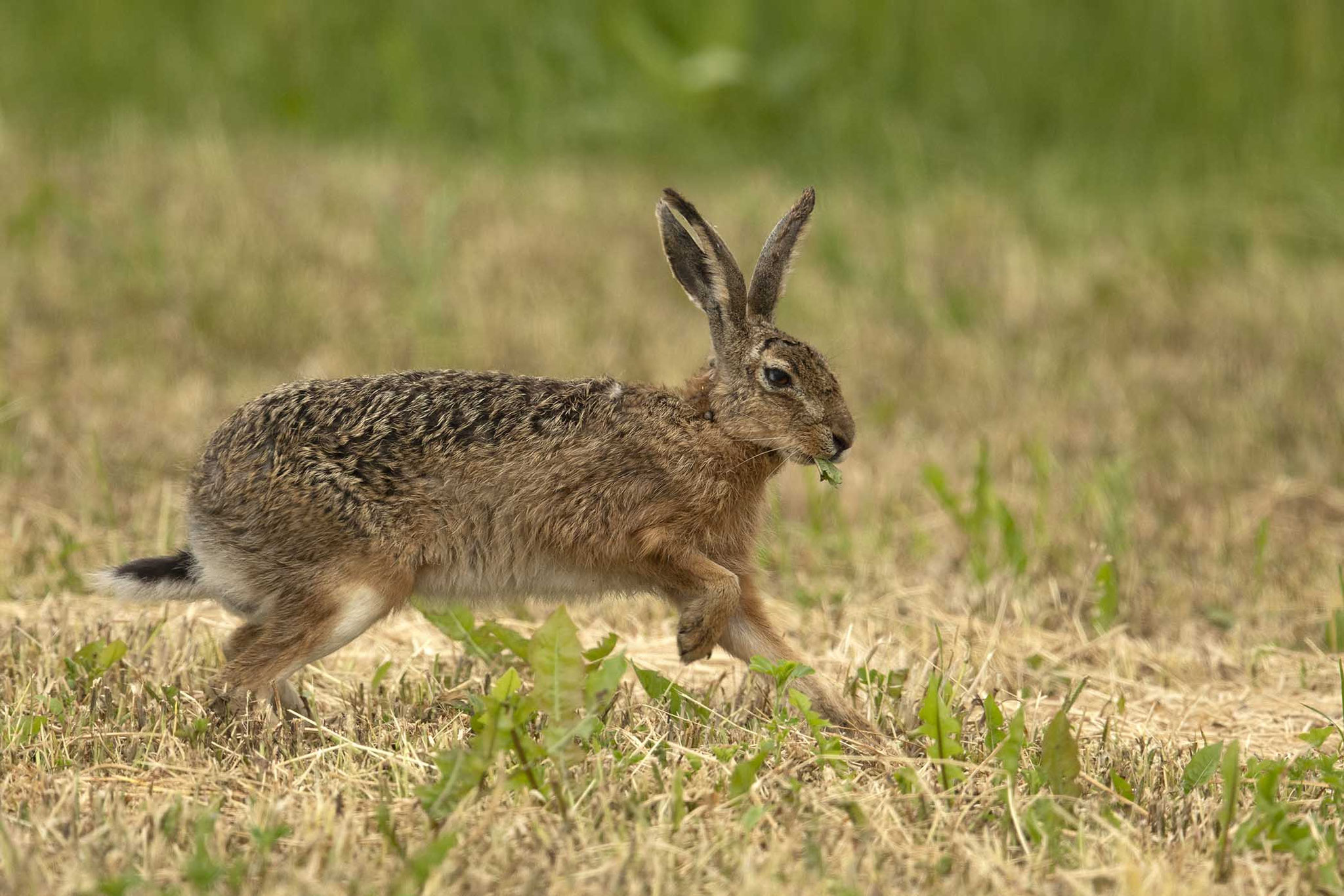 ... der darf im Burgenland natürlich nicht fehlen.....