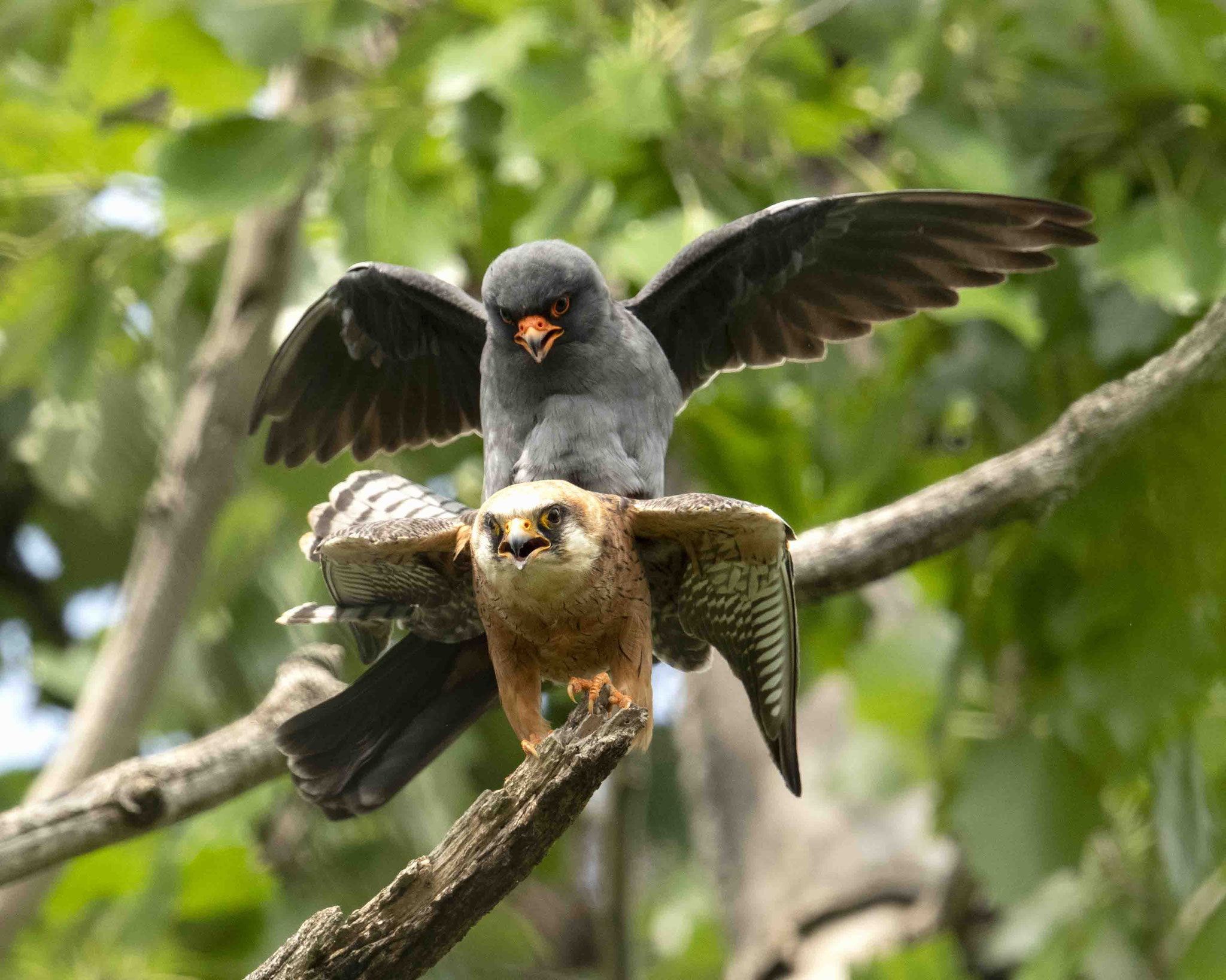 Rotfußfalkenpaarung