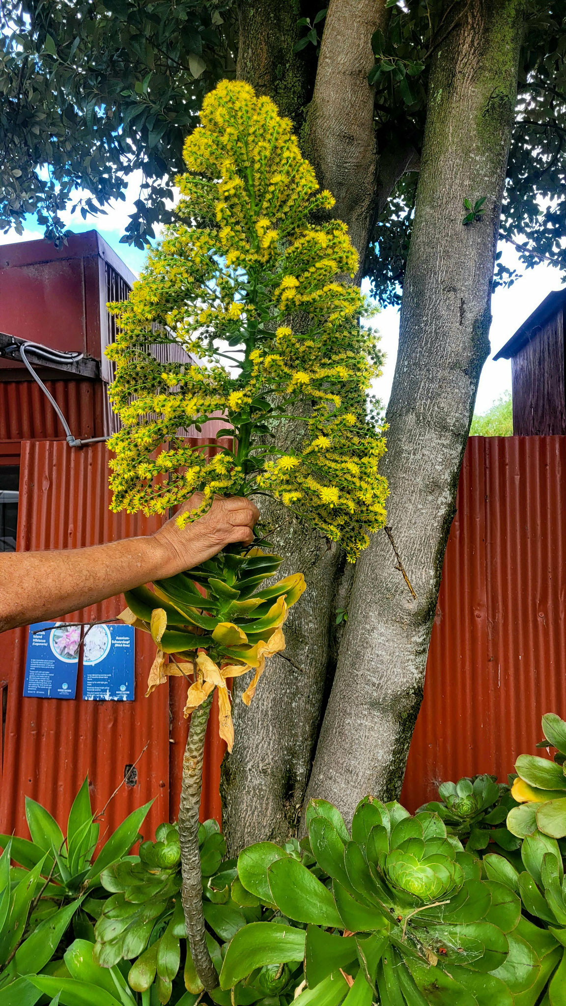 Abstützen einer Blütendolde