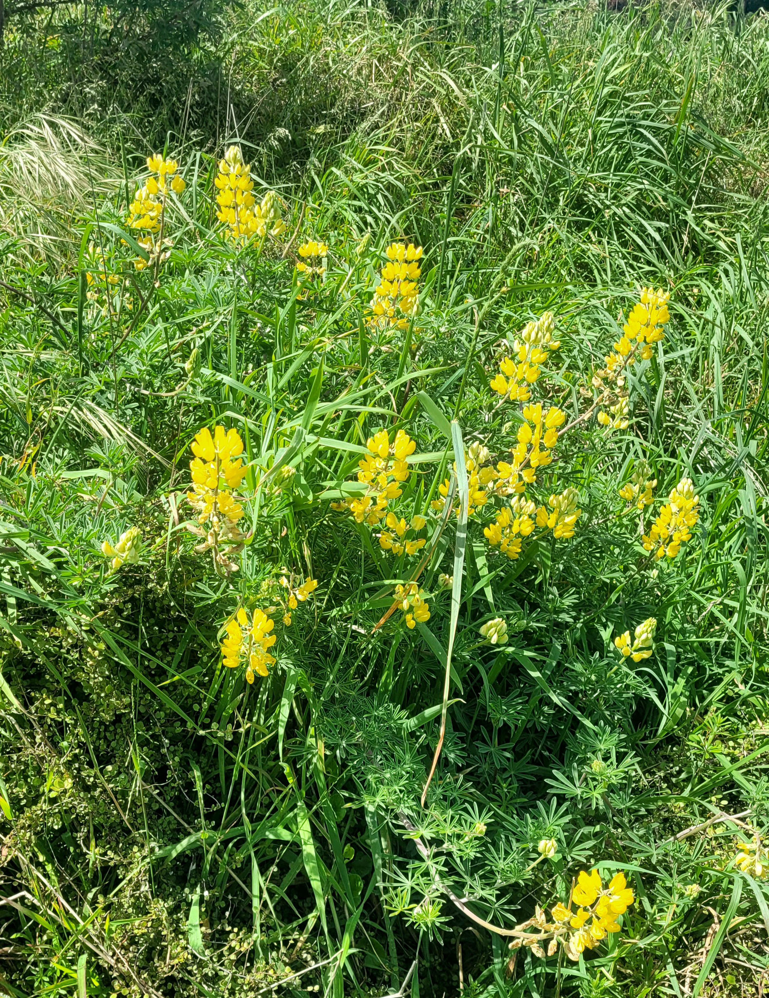 Blumen auf dem Weg zum Meer