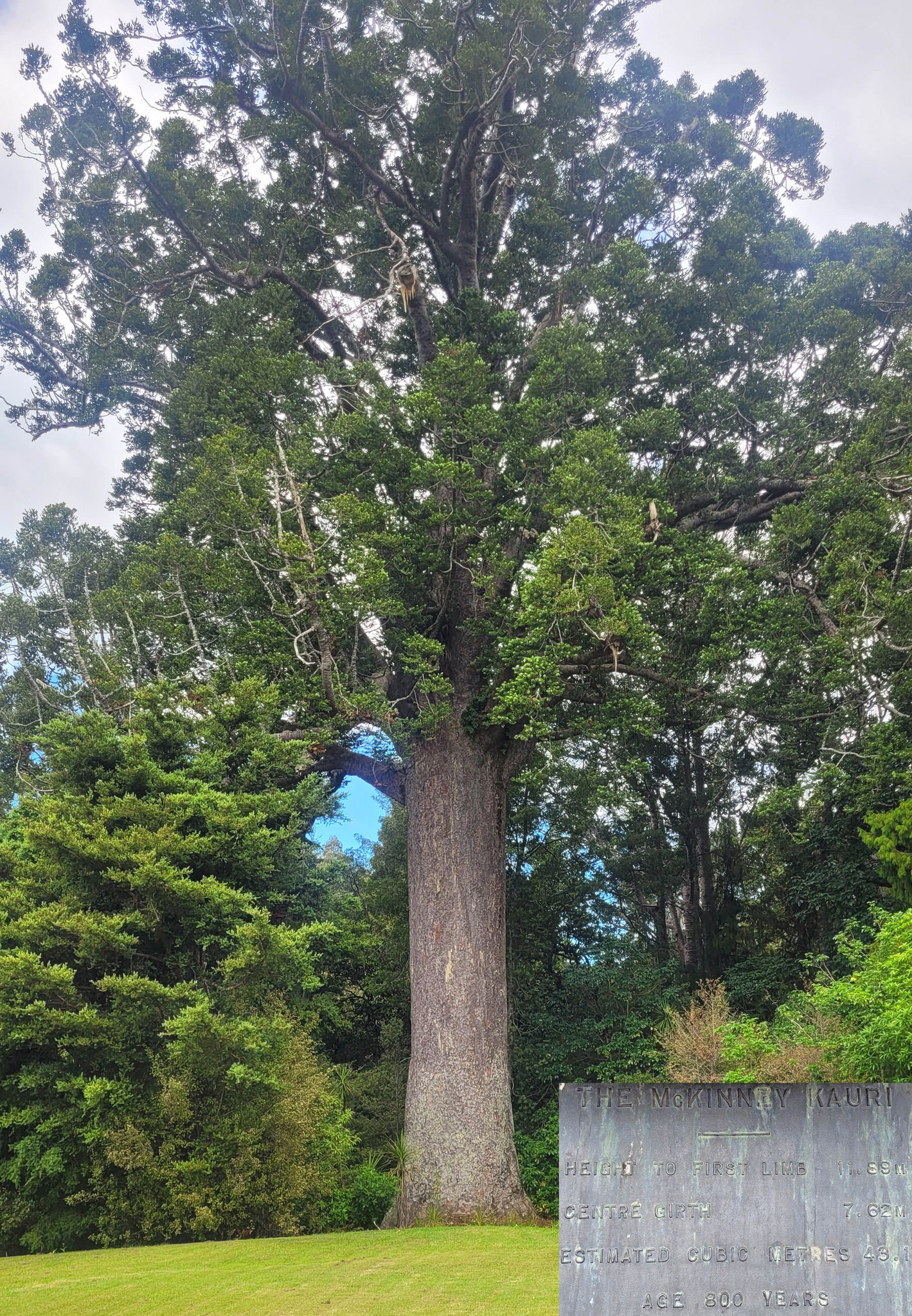 Ein 800 Jahre alter Kauri