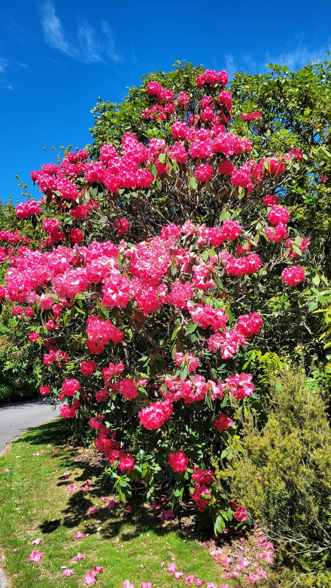 Blumen in der Anlage auf dem Weg zum See