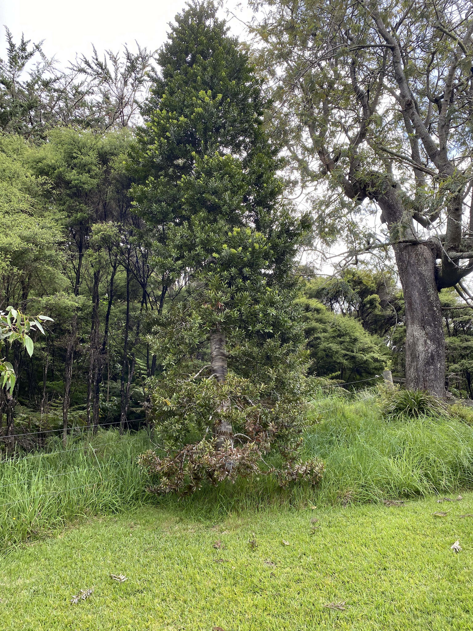 Kauri Baum am Haus