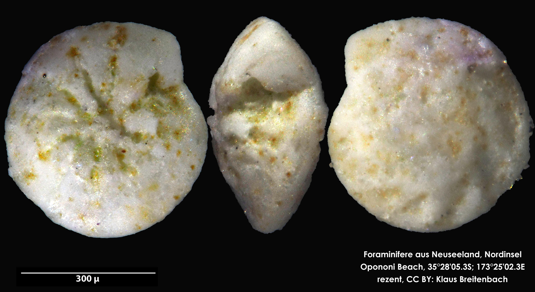 Foraminifere: Art: Ammonia parkinsoniana (d'Orbigny, 1839) rezent, Opononi Beach New Zealand