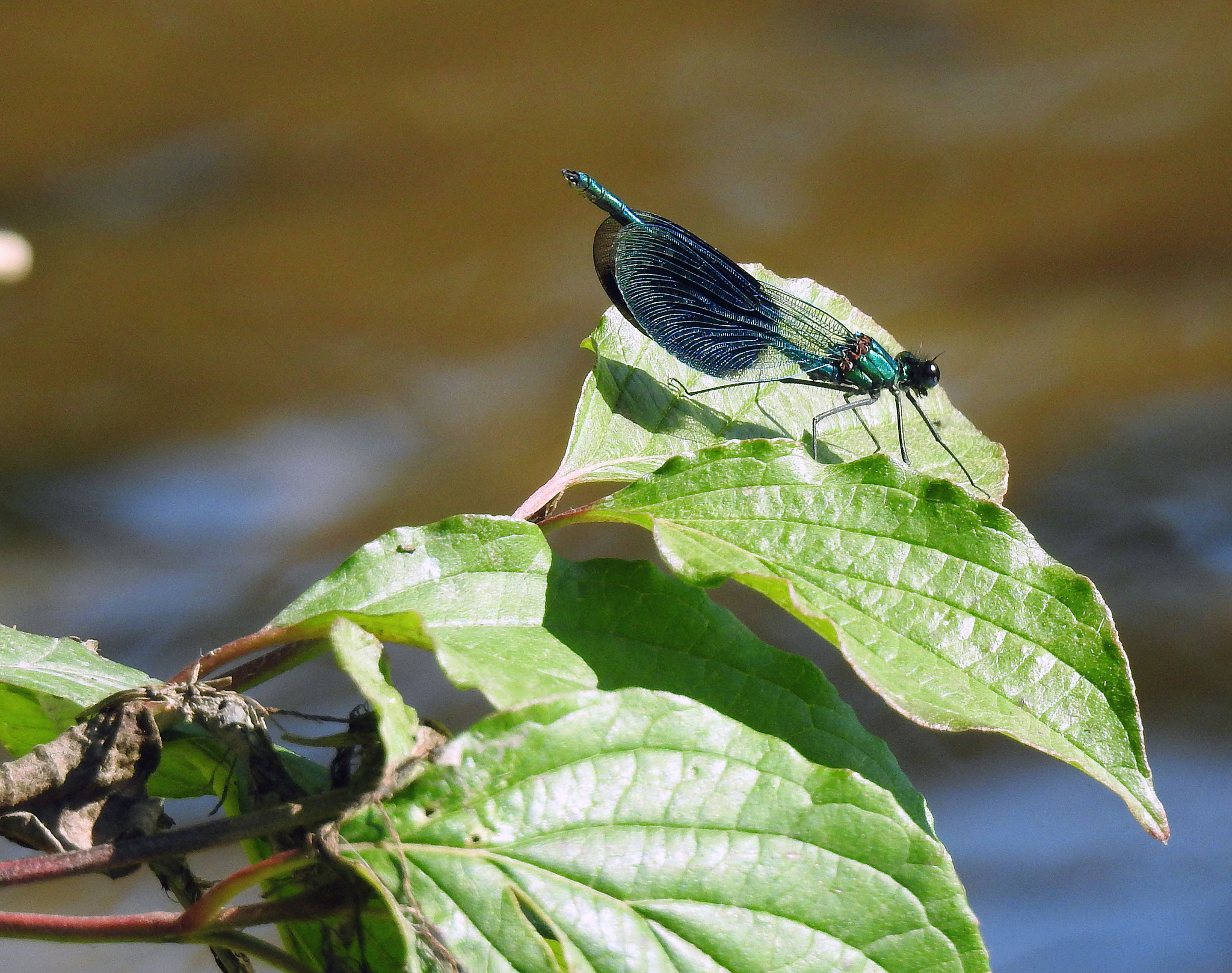 Prachtlibelle in der Sonne | Foto: W. Huni