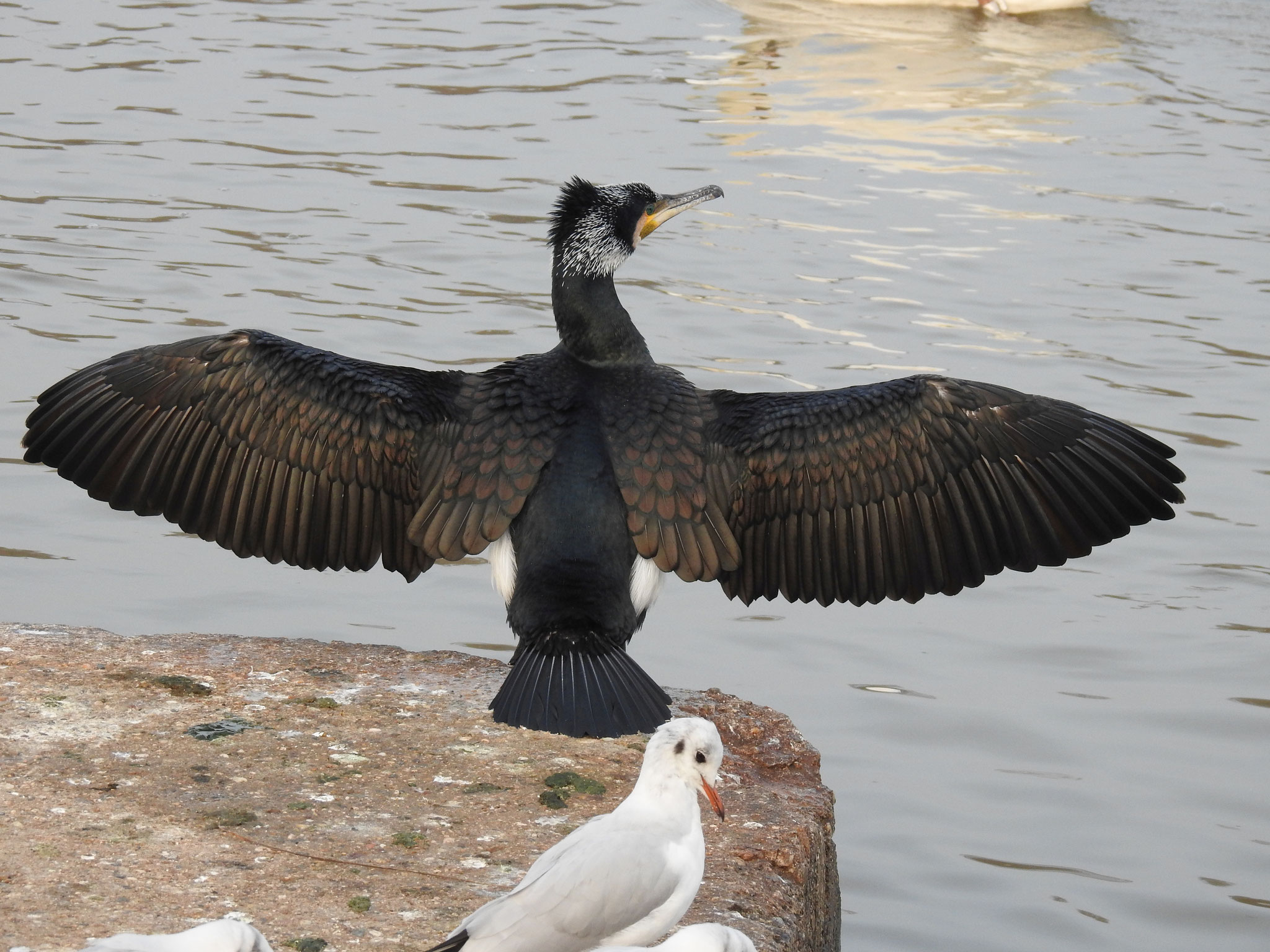 Kormoran trocknet seine Flügel | Foto: W. Huni
