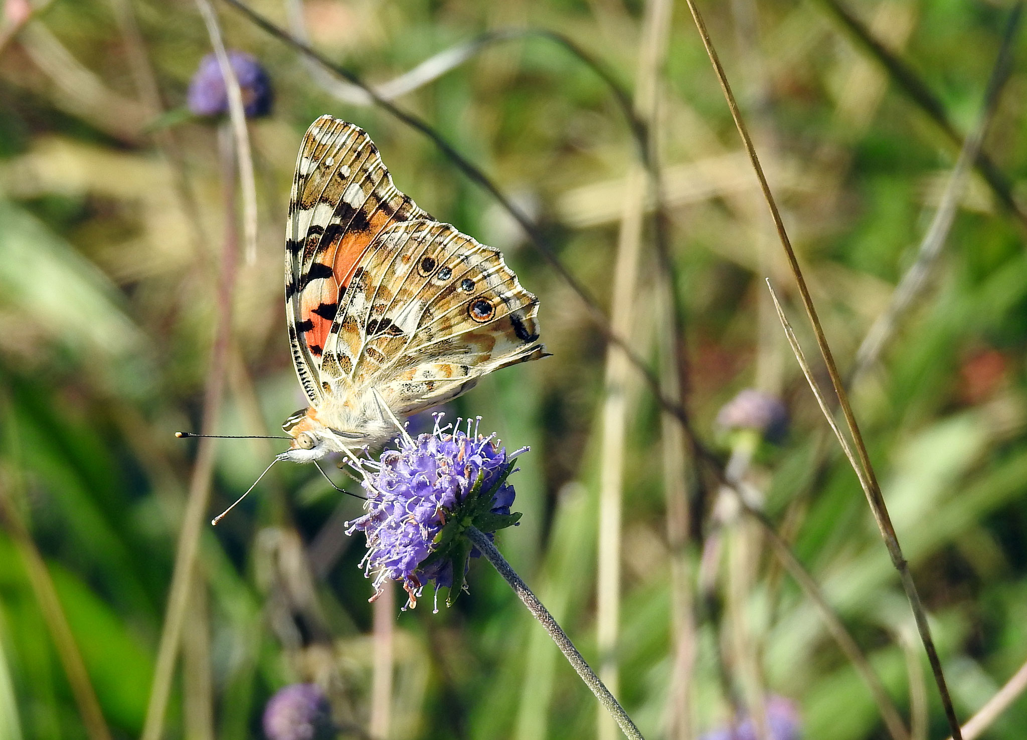 Distelfalter auf Teufelsabbiss | Foto: W. Huni