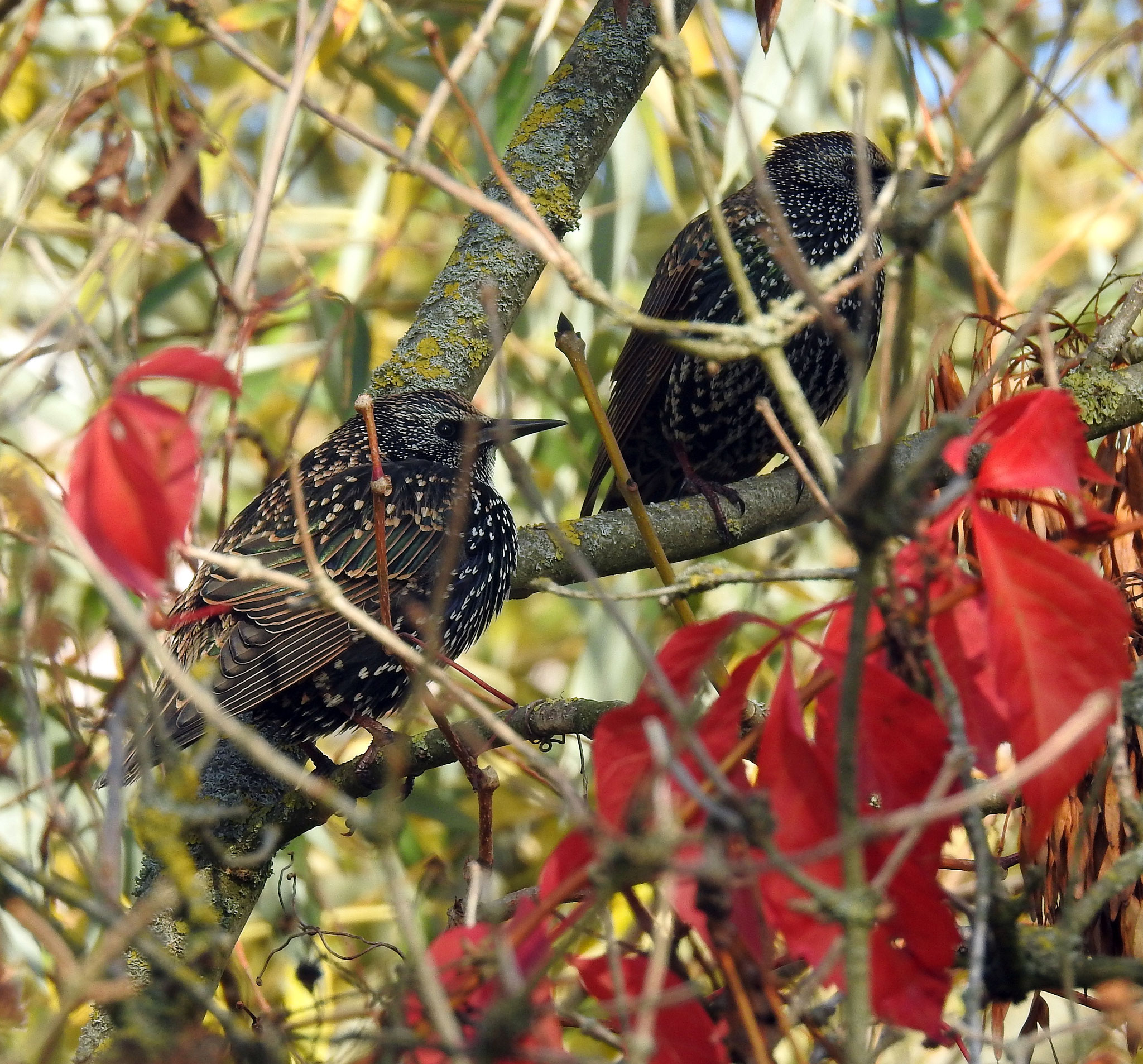 Stare im Herbst 2018  | Foto: W. Huni