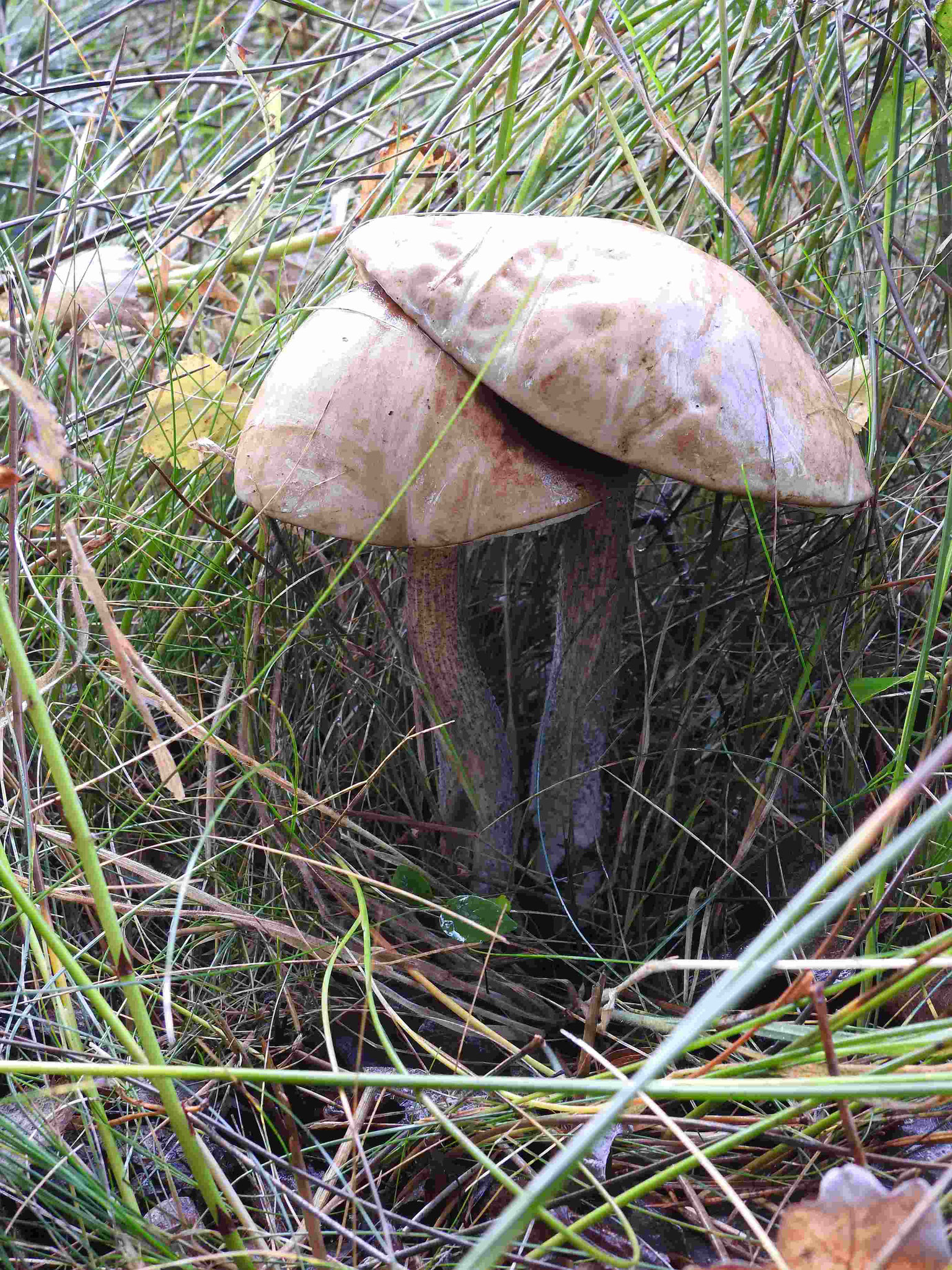 Birkenpilze | Foto: W. Huni