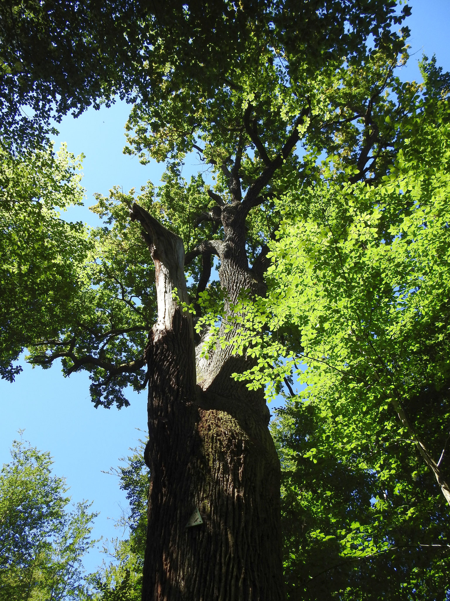 August-Reiß-Eiche OF  (> 400 Jahre alt, 40 m hoch)   | Foto: W. Huni