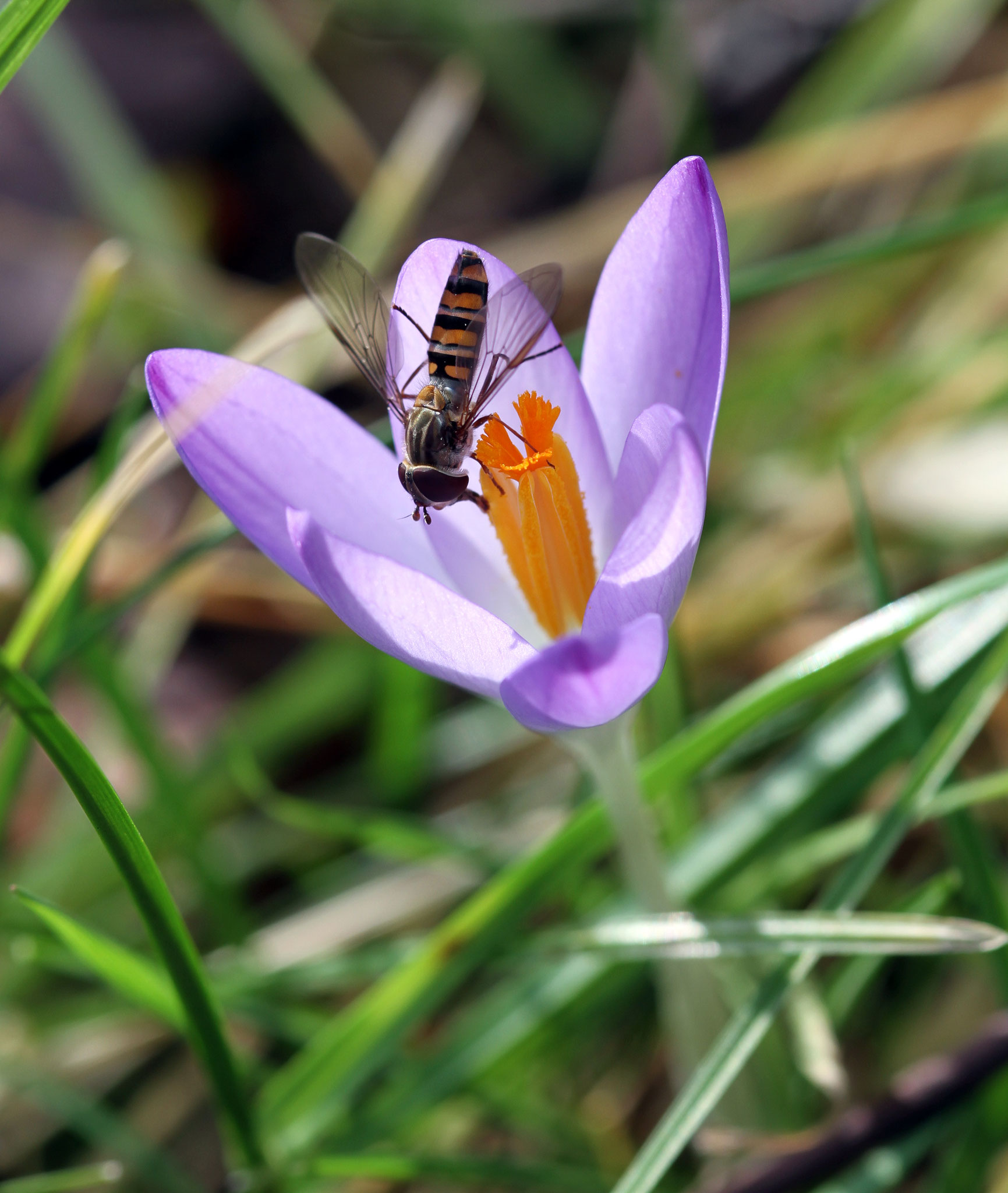 Schwebefliege auf Krokusblüte | Foto: W. Huni