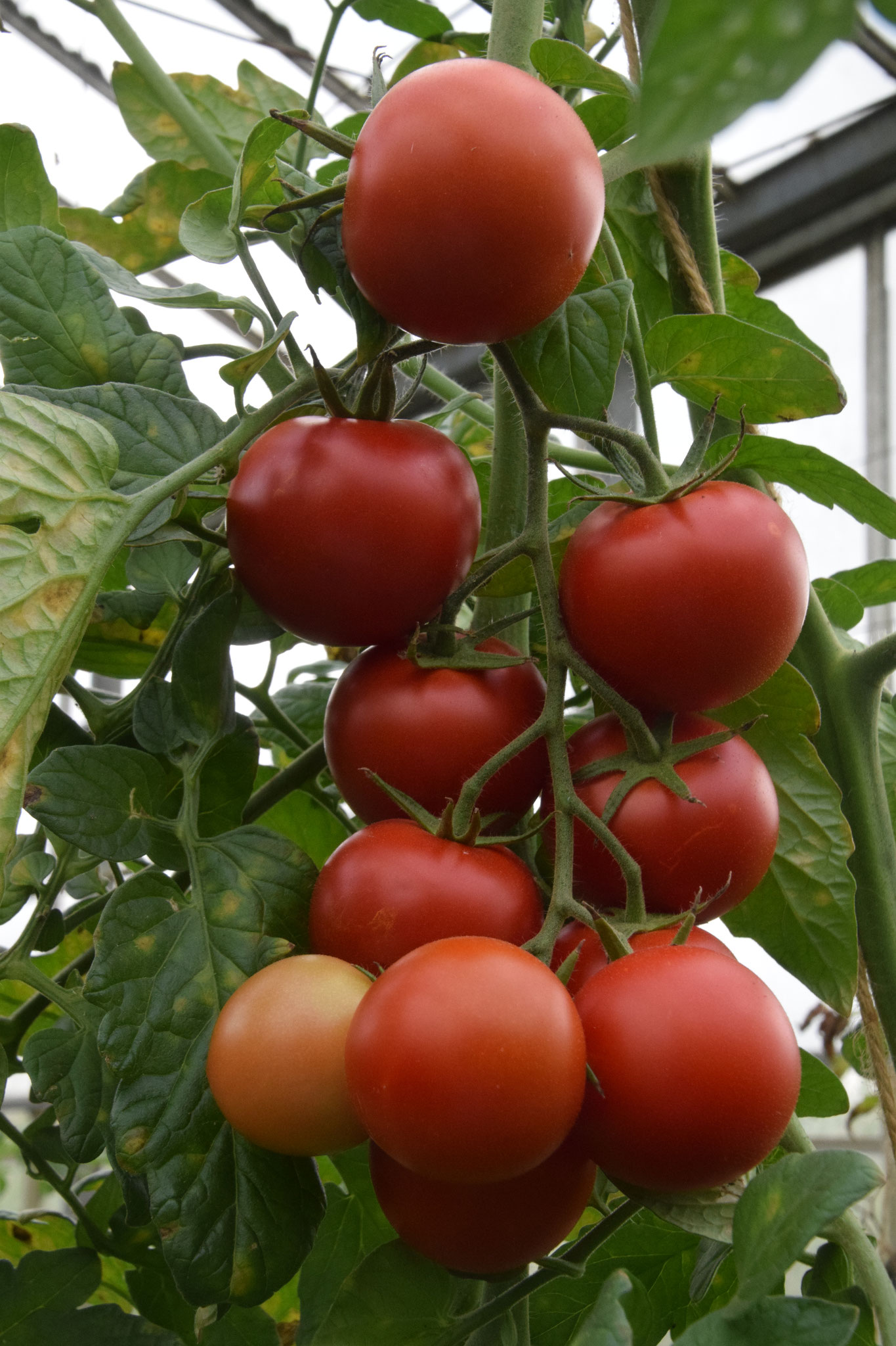 ronde tomaten