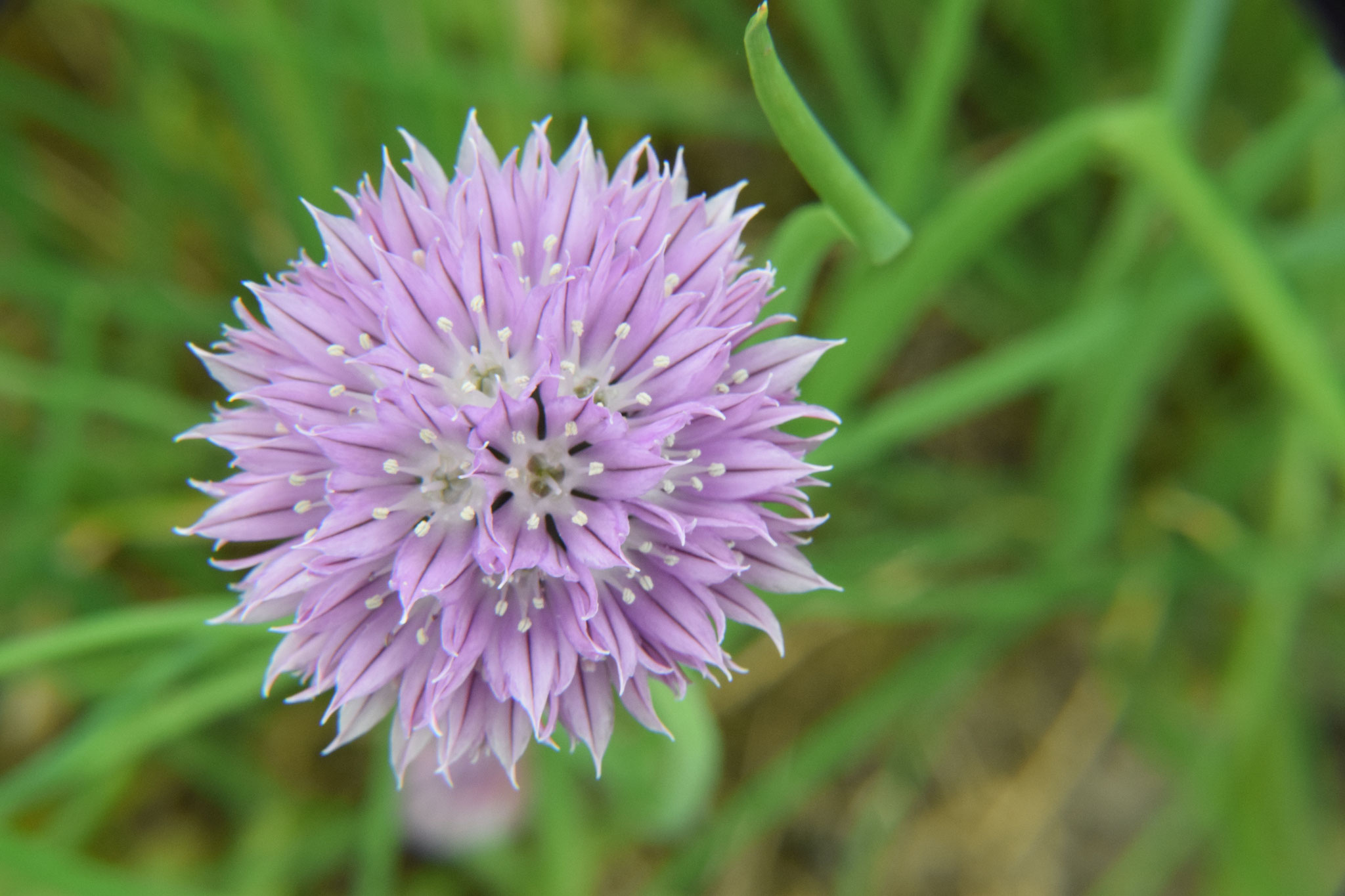 bieslook bloemen