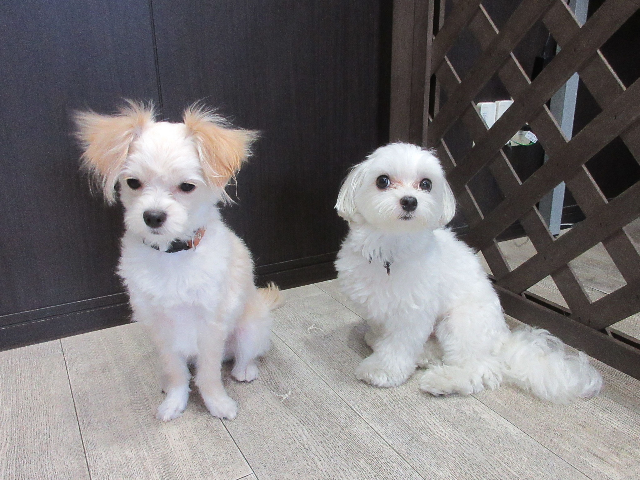 犬の保育園Baby・犬の社会化・しつけ