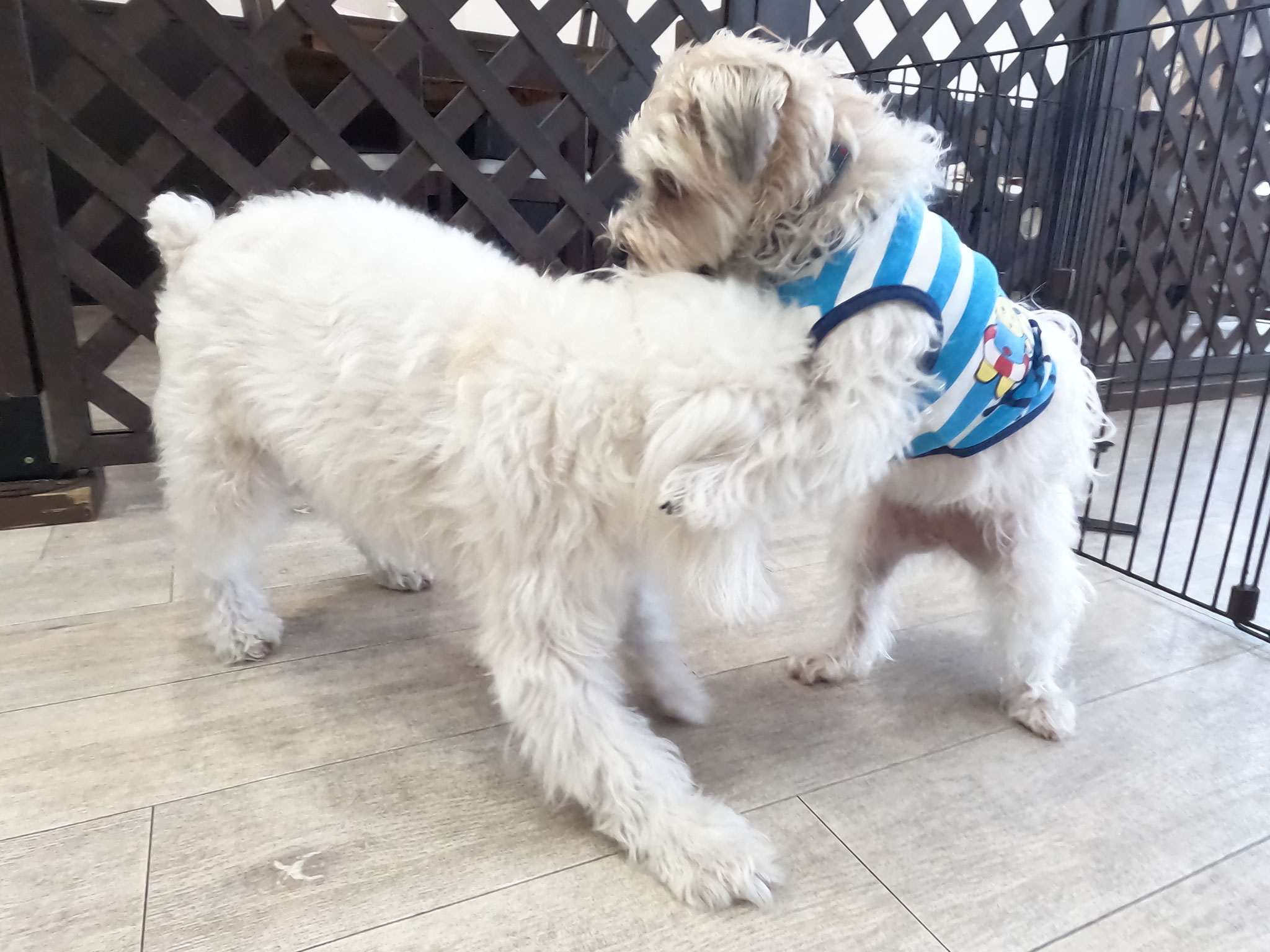 犬の保育園Baby・犬・犬のしつけ・犬の社会
