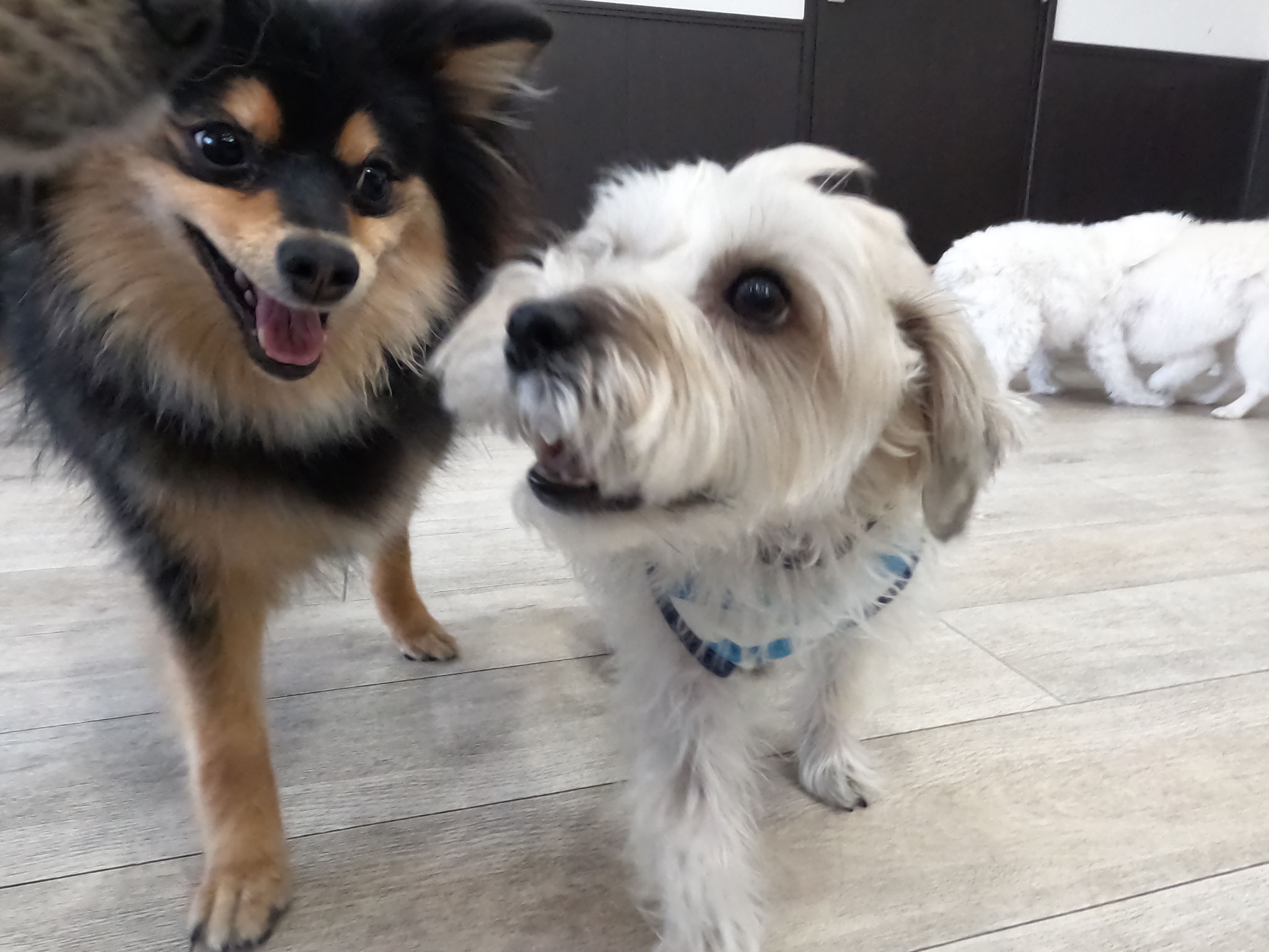 犬の保育園Baby・犬・犬のしつけ・犬の社会