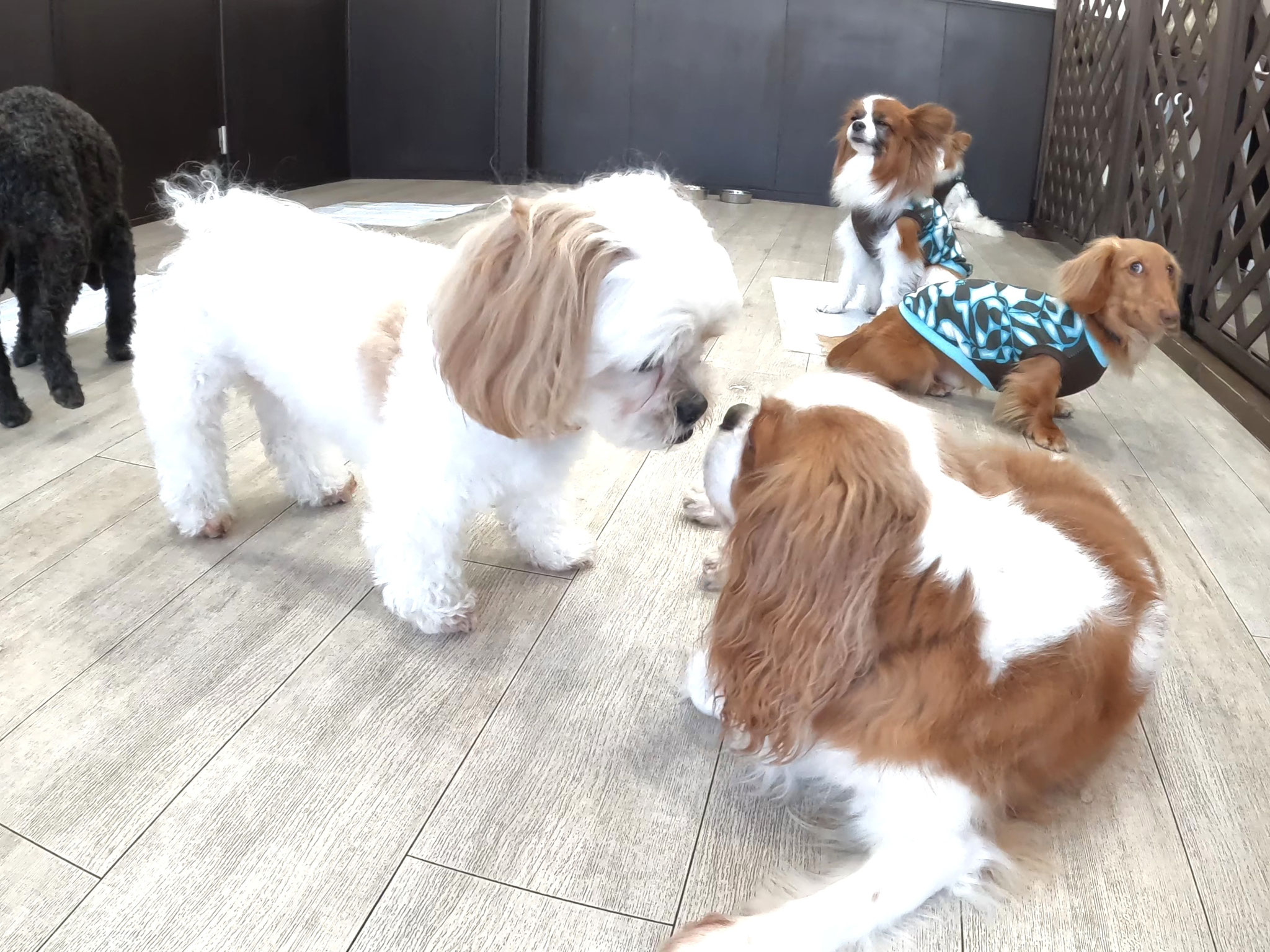 犬の保育園Baby・犬・犬のしつけ・犬の社会