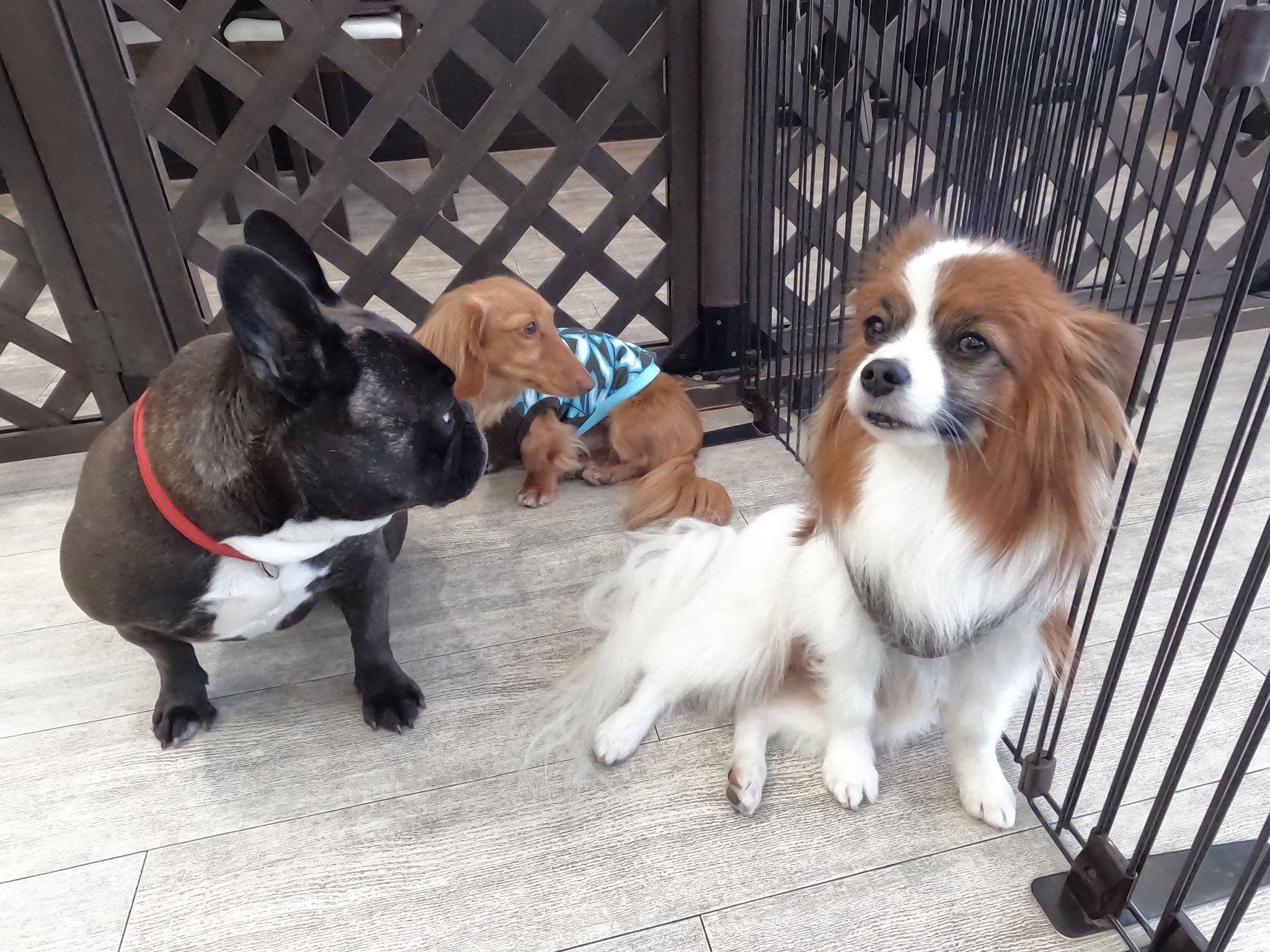 犬の保育園Baby・犬・犬のしつけ・犬の社会