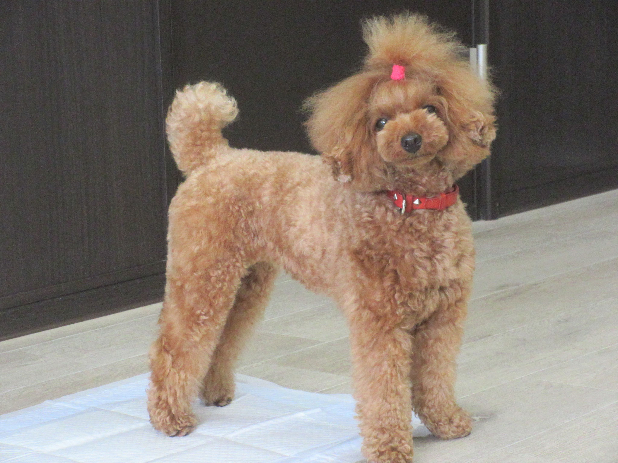 こむぎ(むぎ)ちゃん・犬の保育園Baby・犬・犬のしつけ・犬の社会化・習志野市・八千代市・船橋