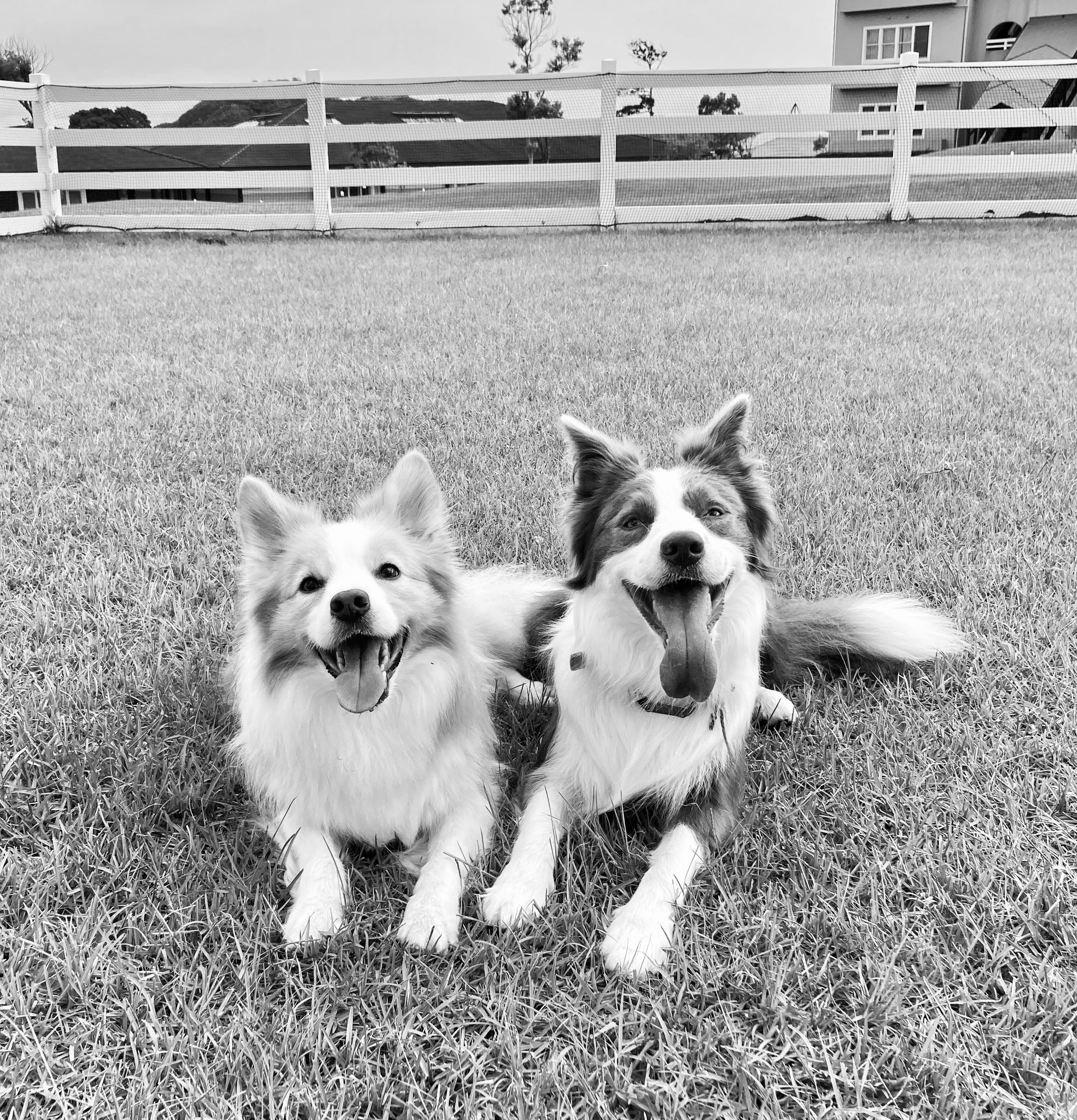 Happy Friendsの2匹の犬の画像