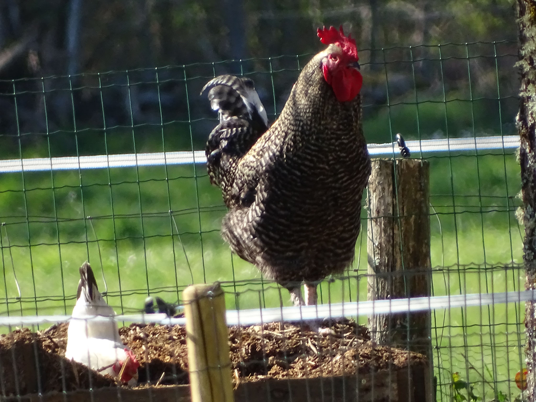 Coq de ferme